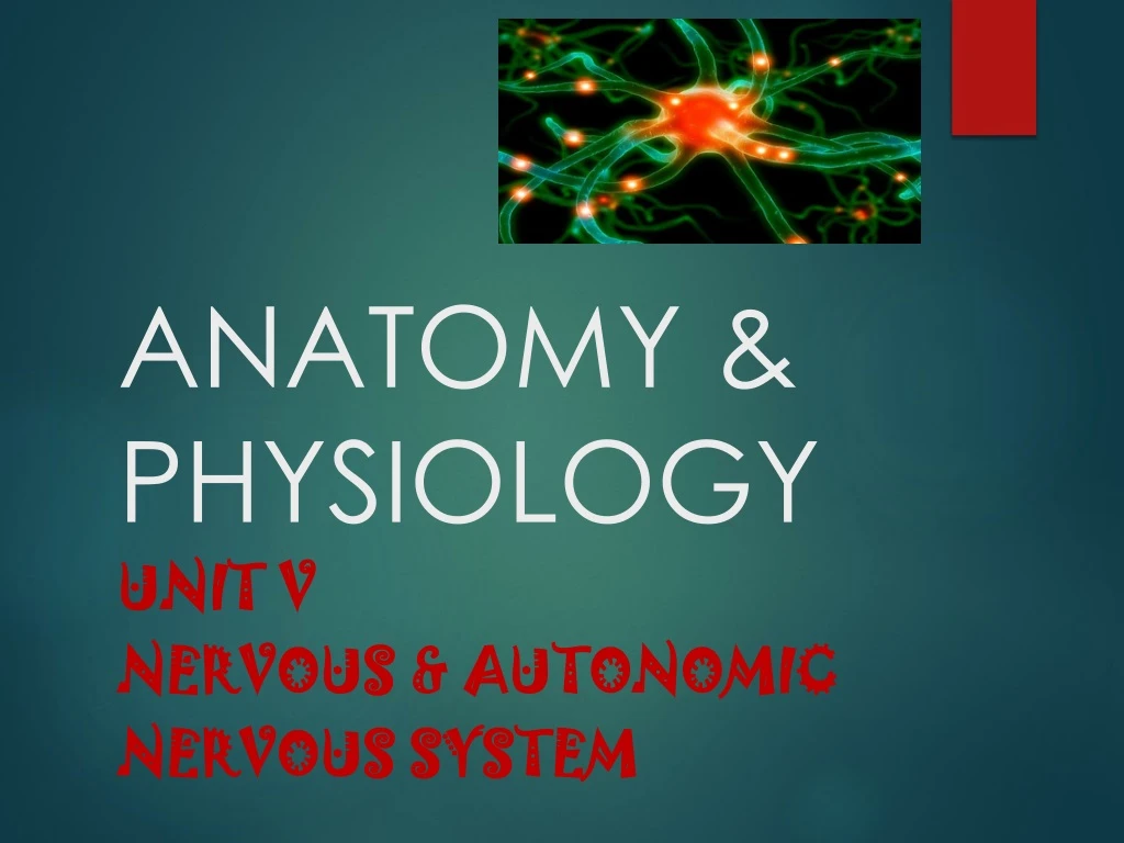 PPT - ANATOMY & PHYSIOLOGY PowerPoint Presentation, Free Download - ID ...