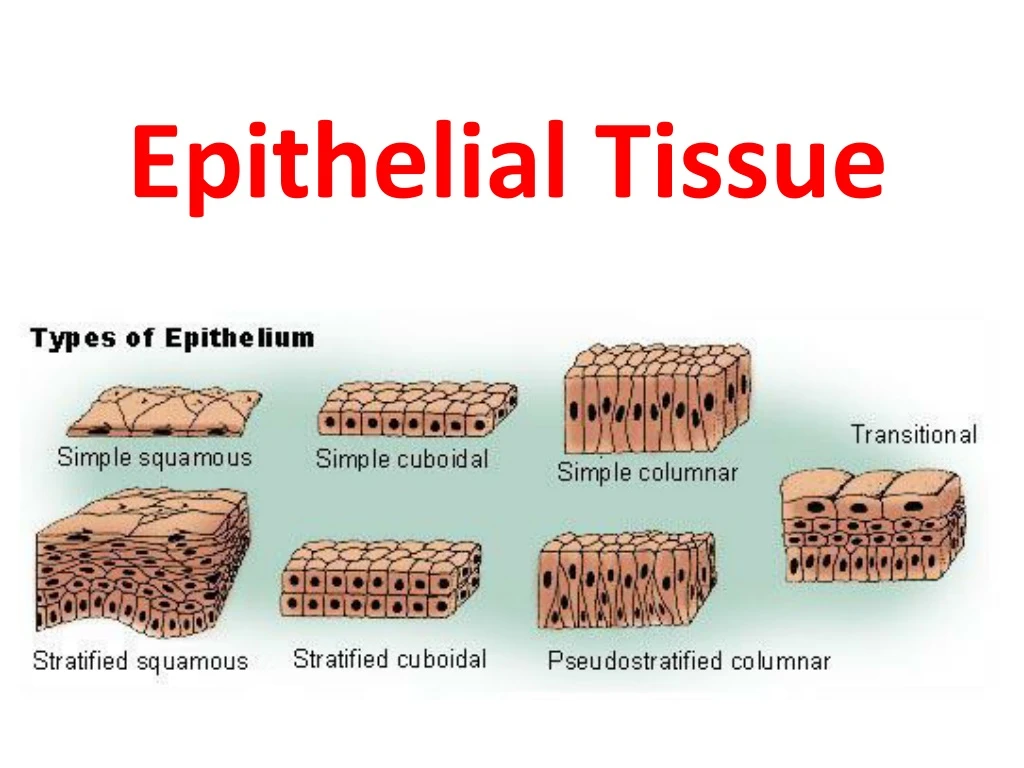 PPT - Epithelial Tissue PowerPoint Presentation, free download - ID:9101445