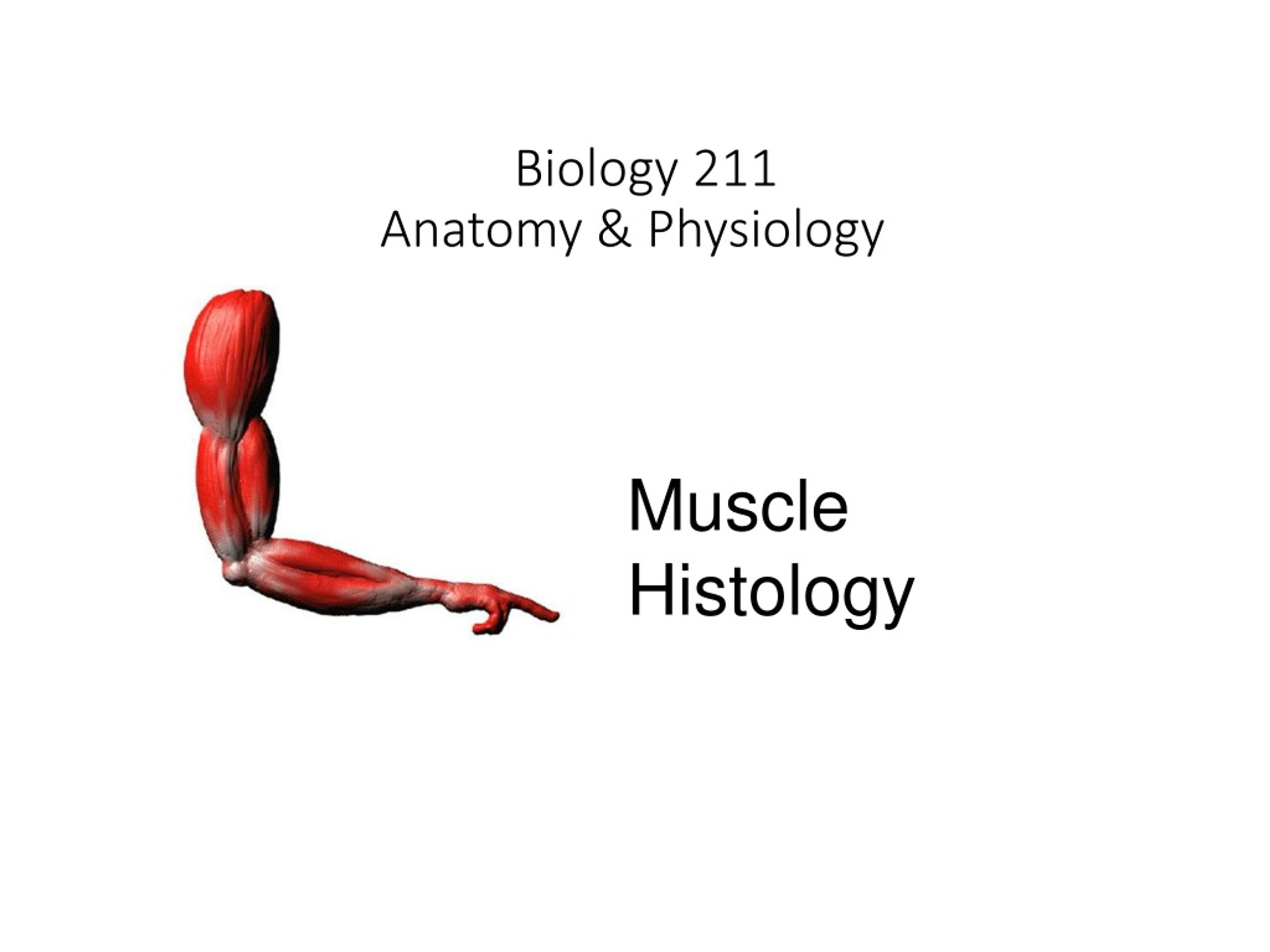 PPT - Biology 211 Anatomy & Physiology I PowerPoint Presentation - ID ...