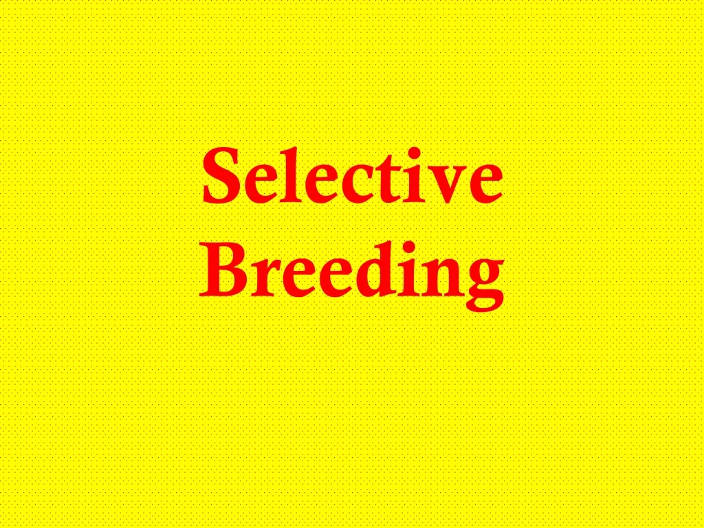 Ppt Selective Breeding Powerpoint Presentation Free Download Id