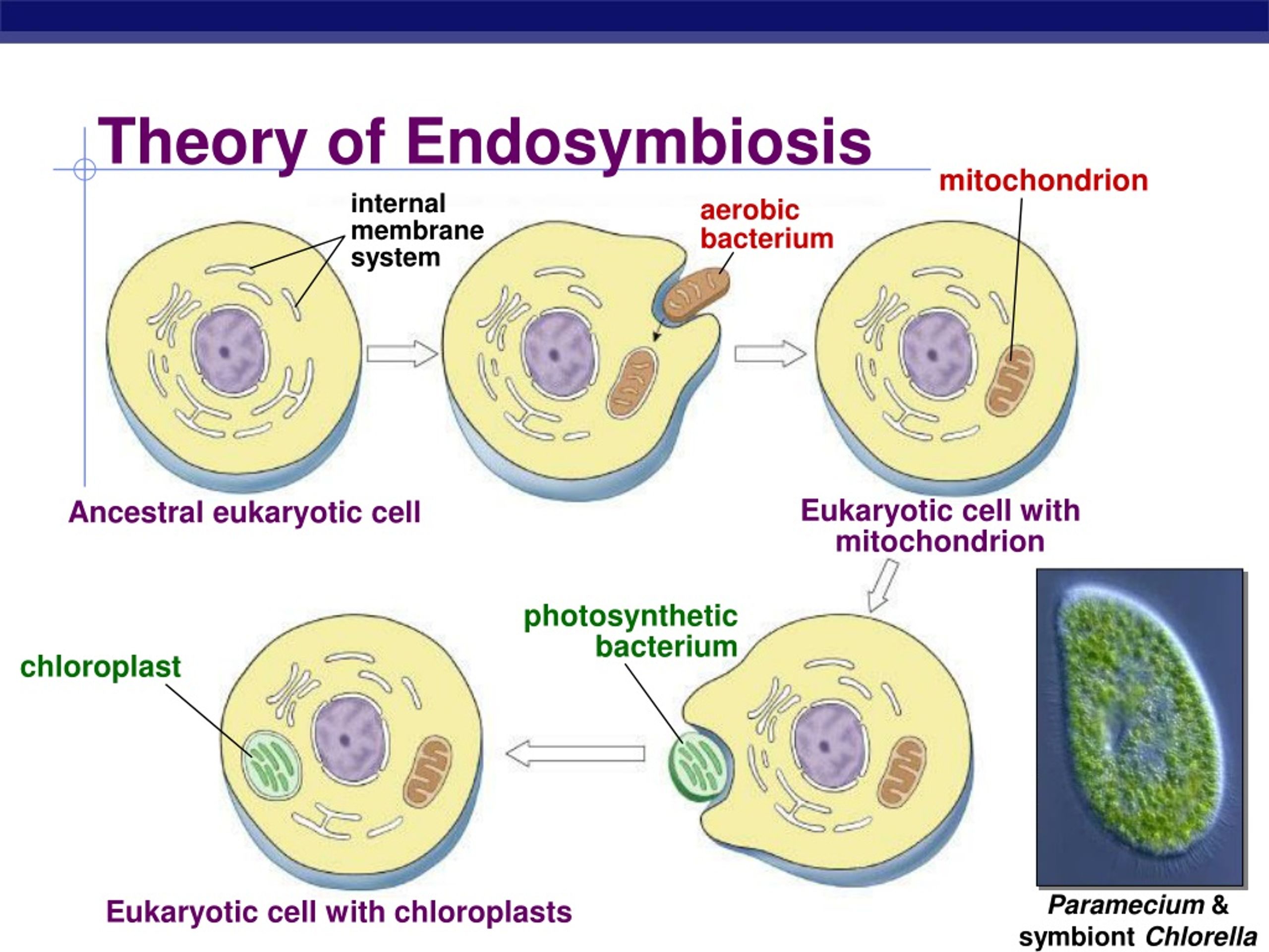 PPT - Kingdom: Protists PowerPoint Presentation, free download - ID:9103007