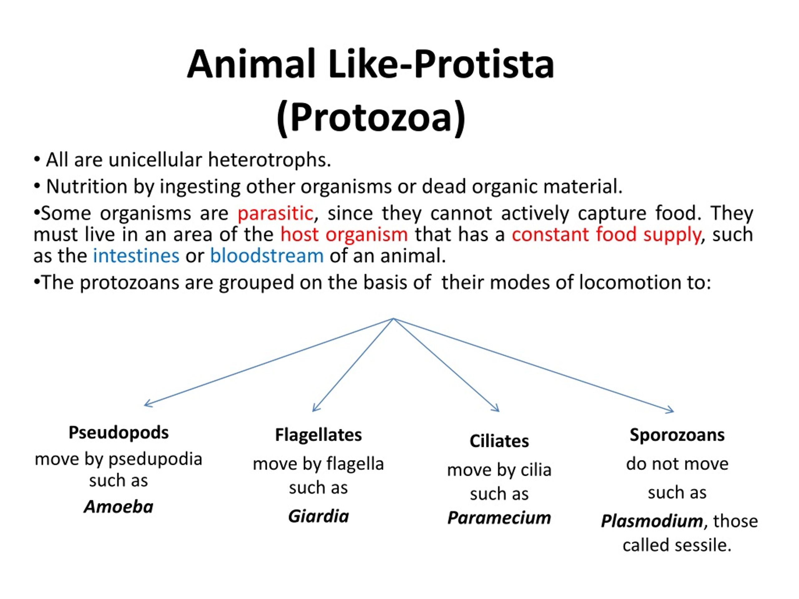 PPT - Animal Like-Protista (Protozoa) PowerPoint Presentation, free  download - ID:9104390
