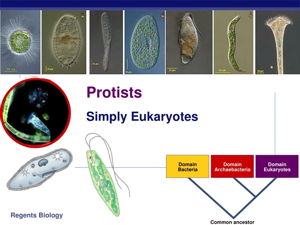 Ppt Protists Powerpoint Presentation Free Download Id9104545 