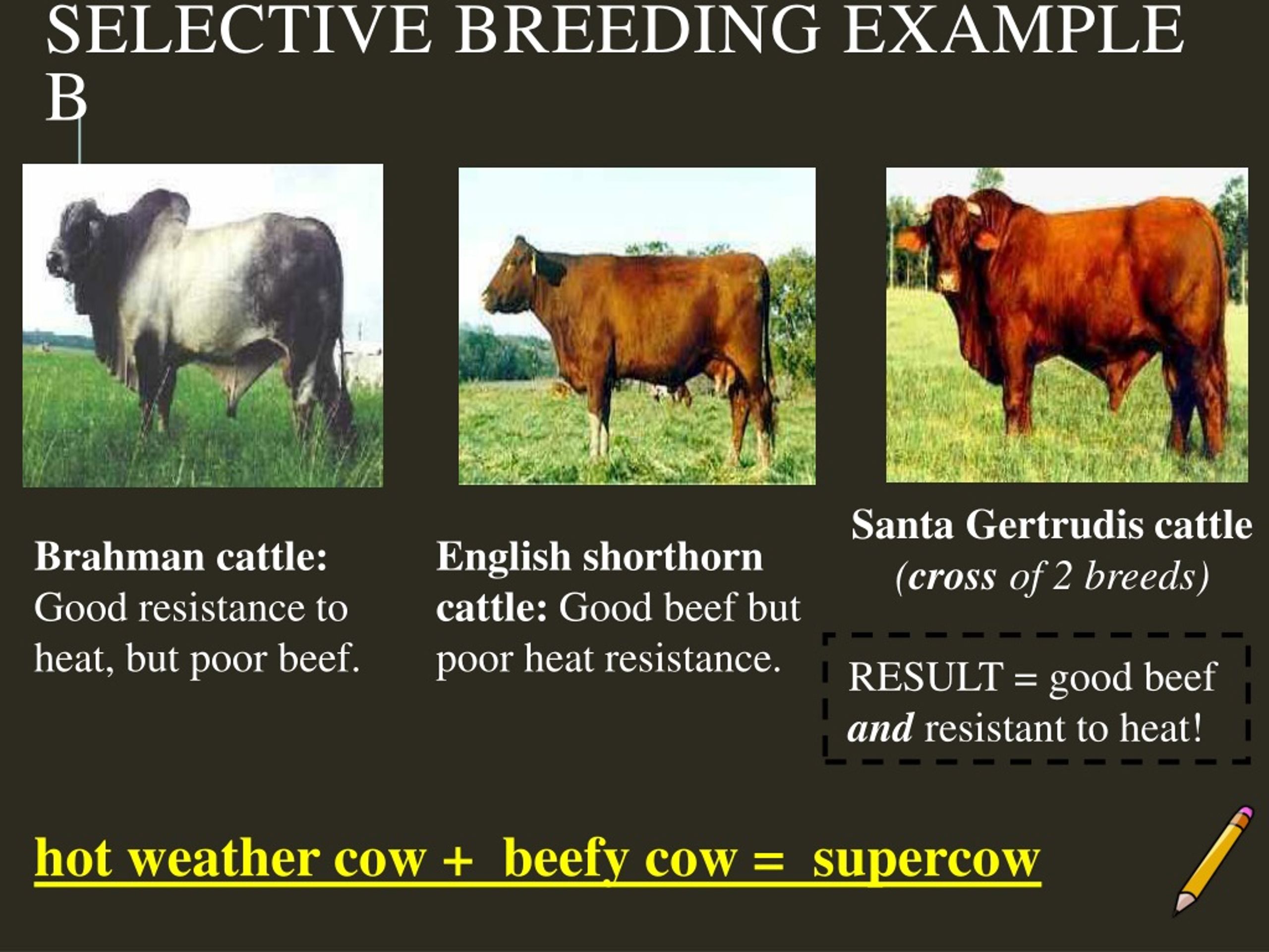PPT Unraveling The Mysteries Of Genetic Engineering And Selective 
