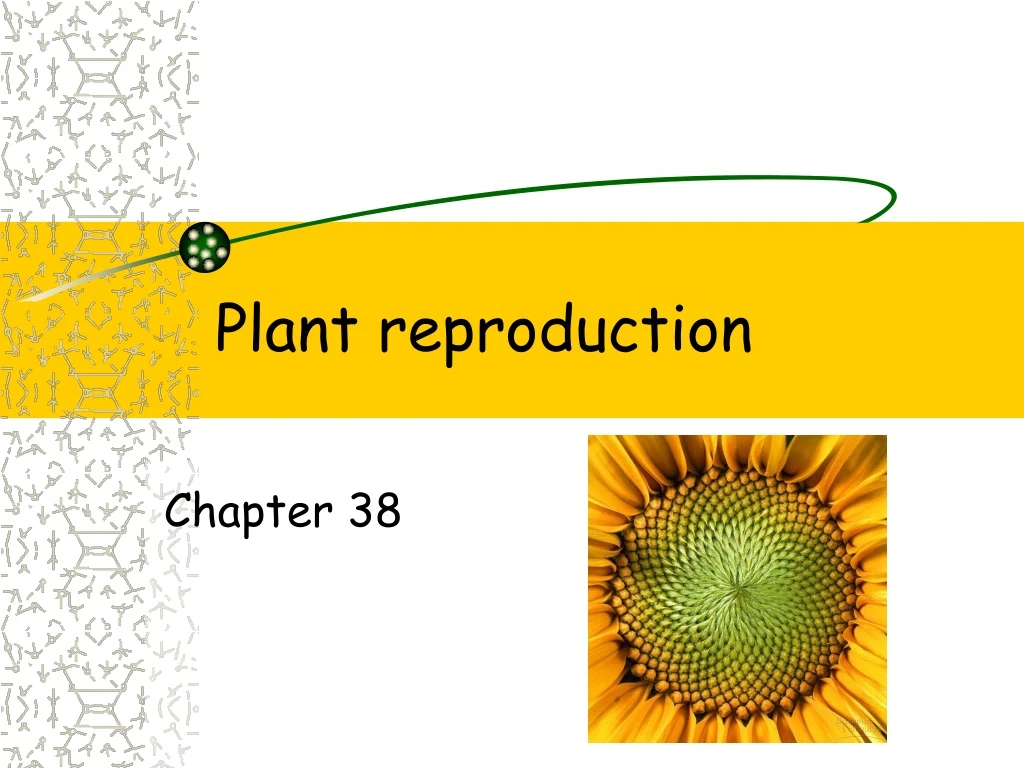 PPT - Plant Reproduction PowerPoint Presentation, Free Download - ID ...