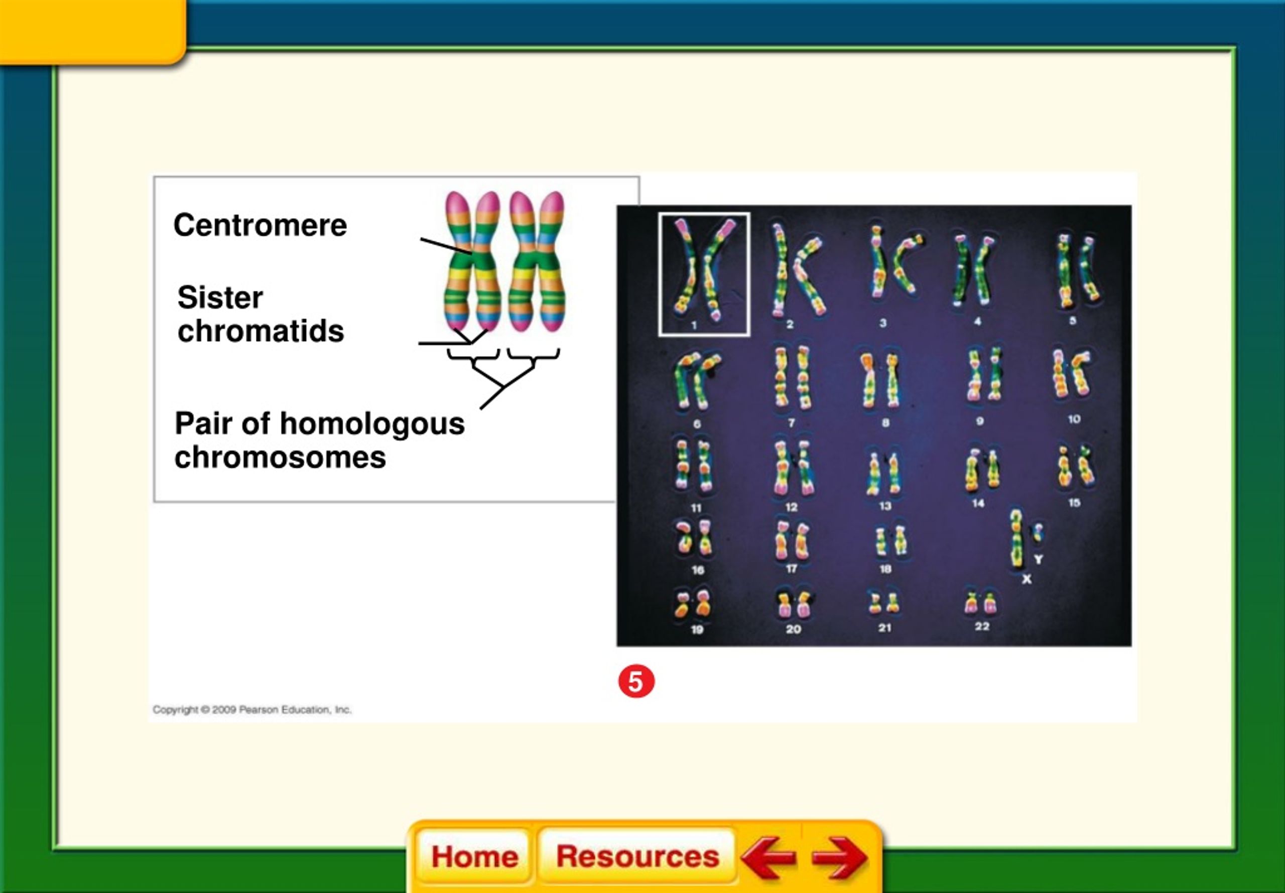 Ppt Section 1 Basic Patterns Of Human Inheritance Powerpoint Presentation Id9105986 1328