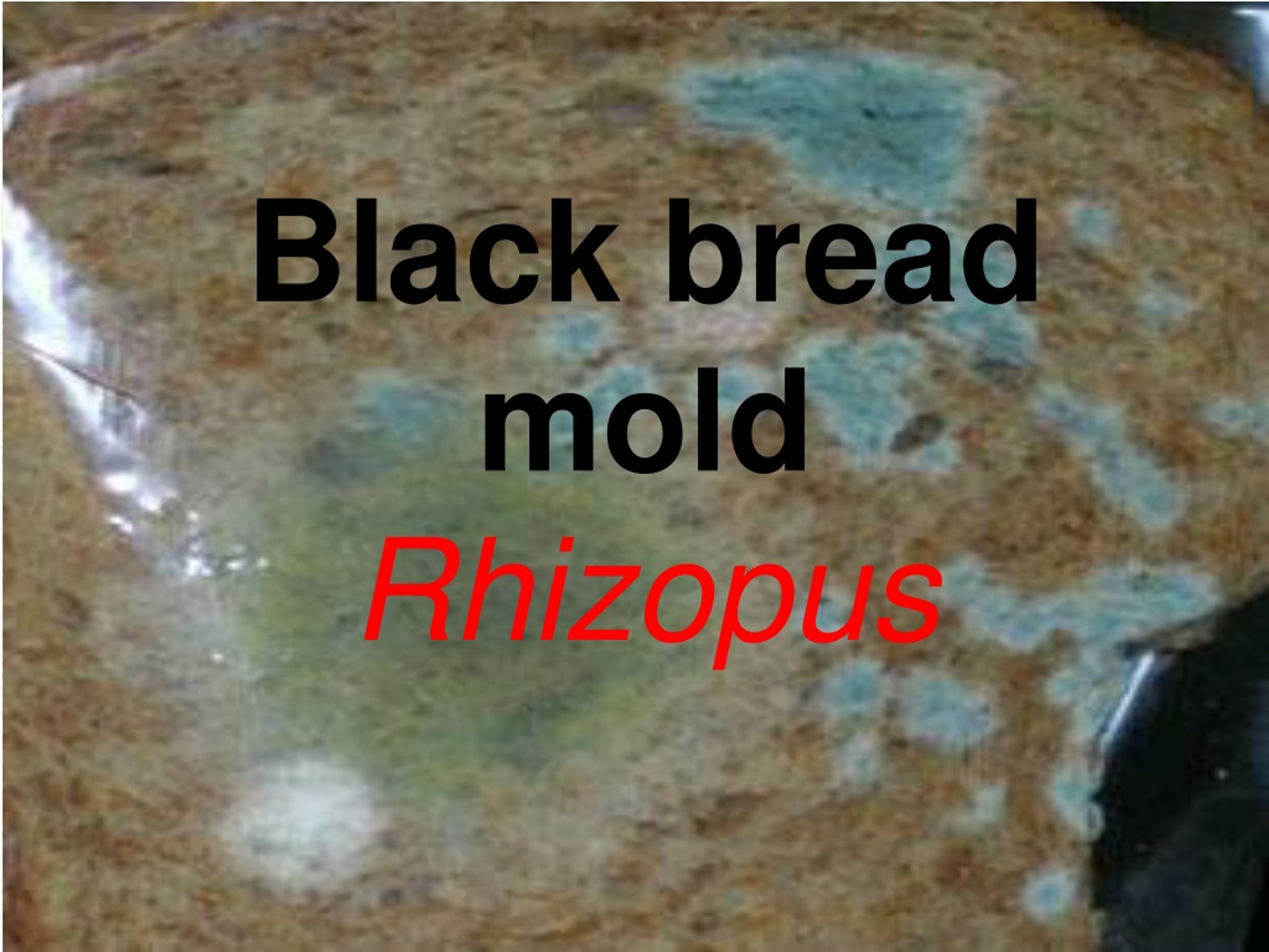 PPT - Black bread mold Rhizopus PowerPoint Presentation, free