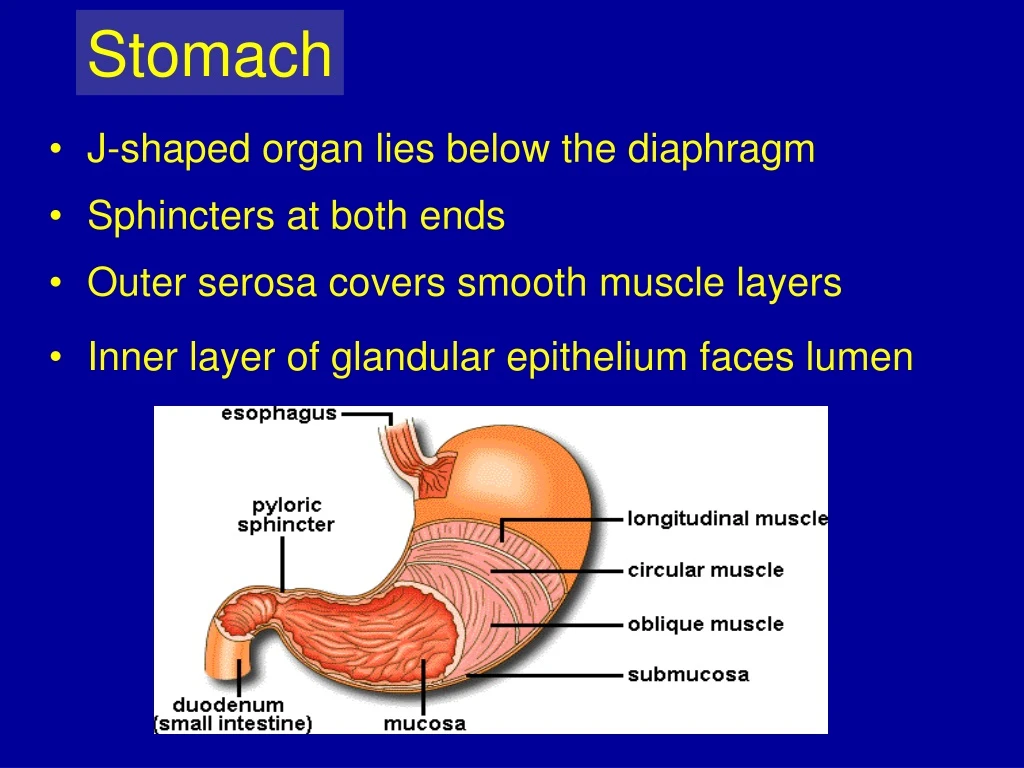 anatomy and physiology of stomach ppt free download