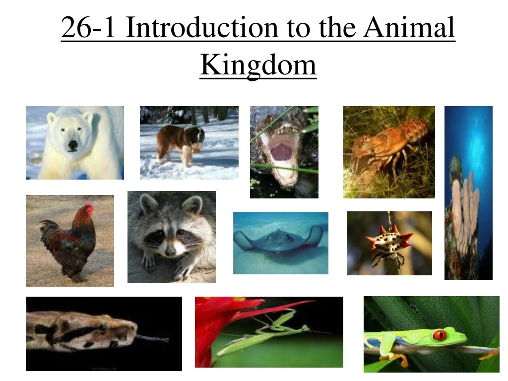 PPT - 26-1 Introduction to the Animal Kingdom PowerPoint Presentation, free  download - ID:9110812