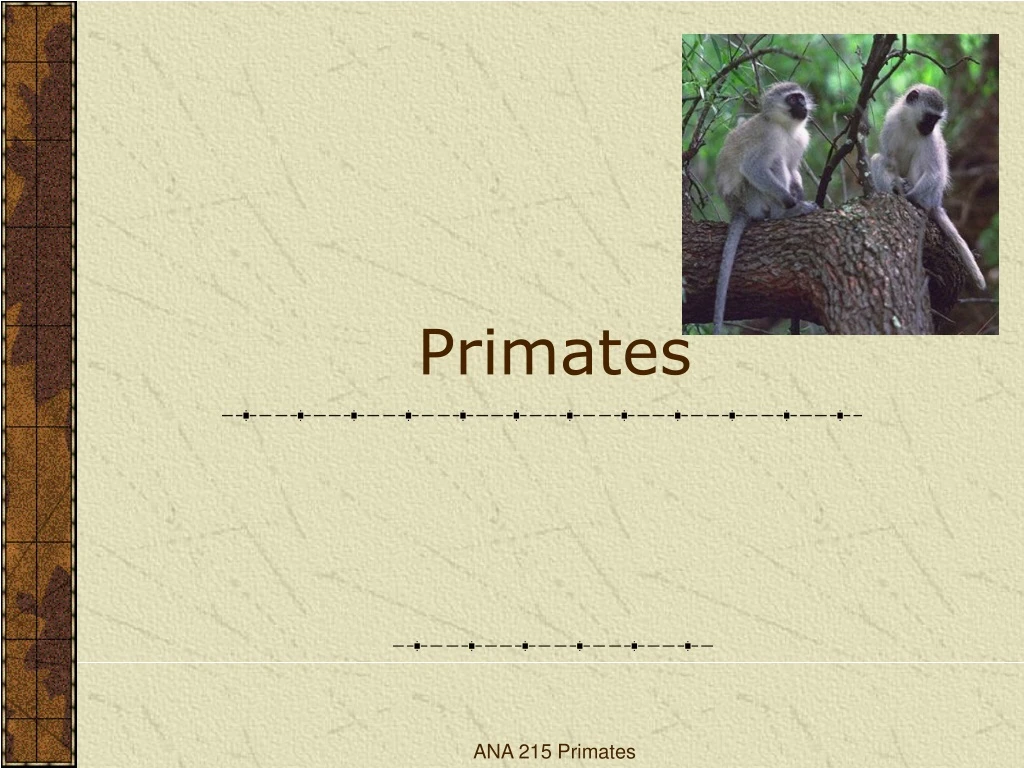 PPT - Primates PowerPoint Presentation, Free Download - ID:9111220