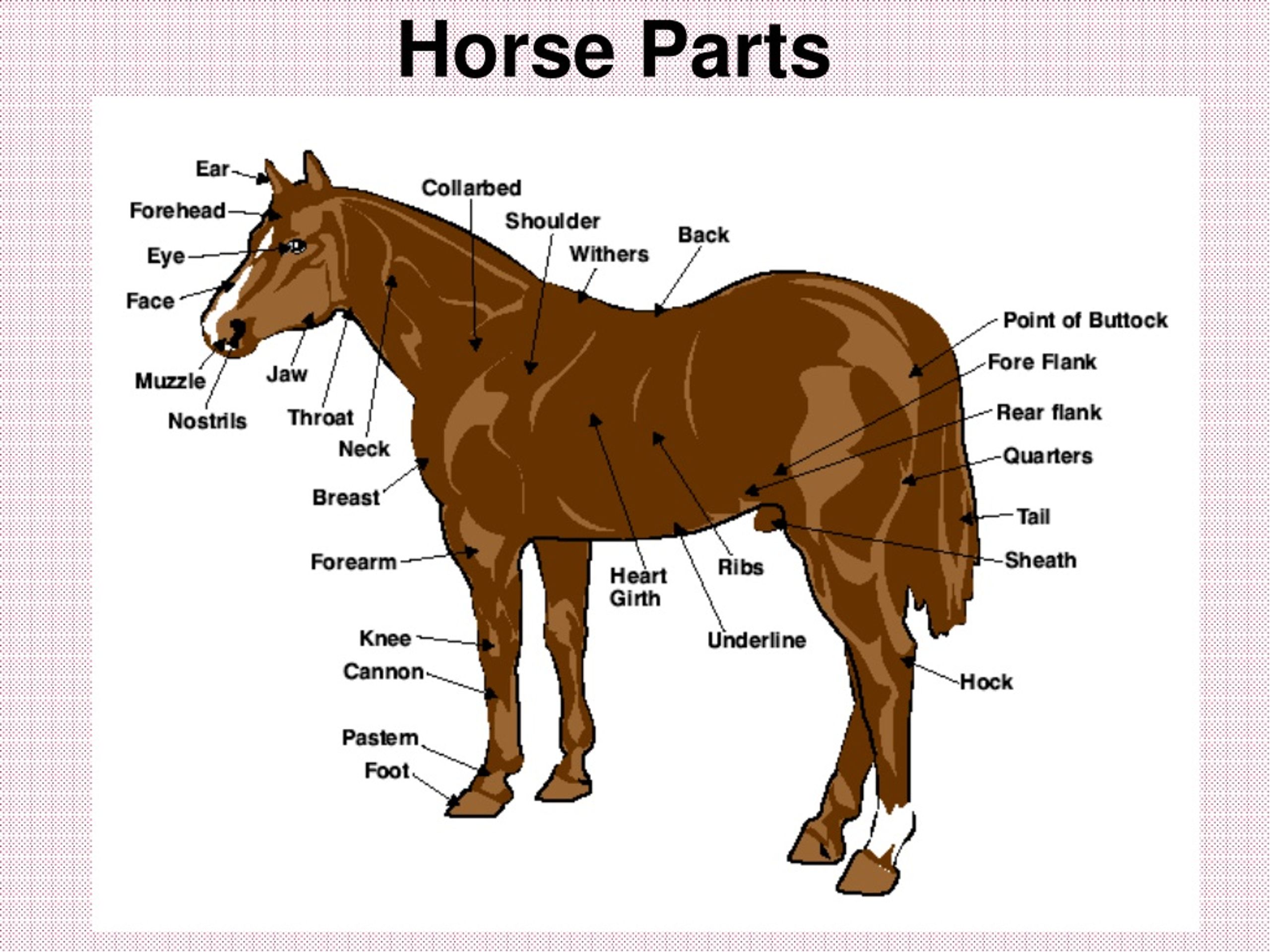 PPT - Exploring the Equine Industry PowerPoint Presentation, free download  - ID:9112122