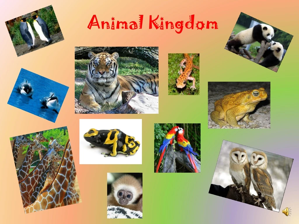 PPT - Animal Kingdom PowerPoint Presentation, free download - ID:9112631