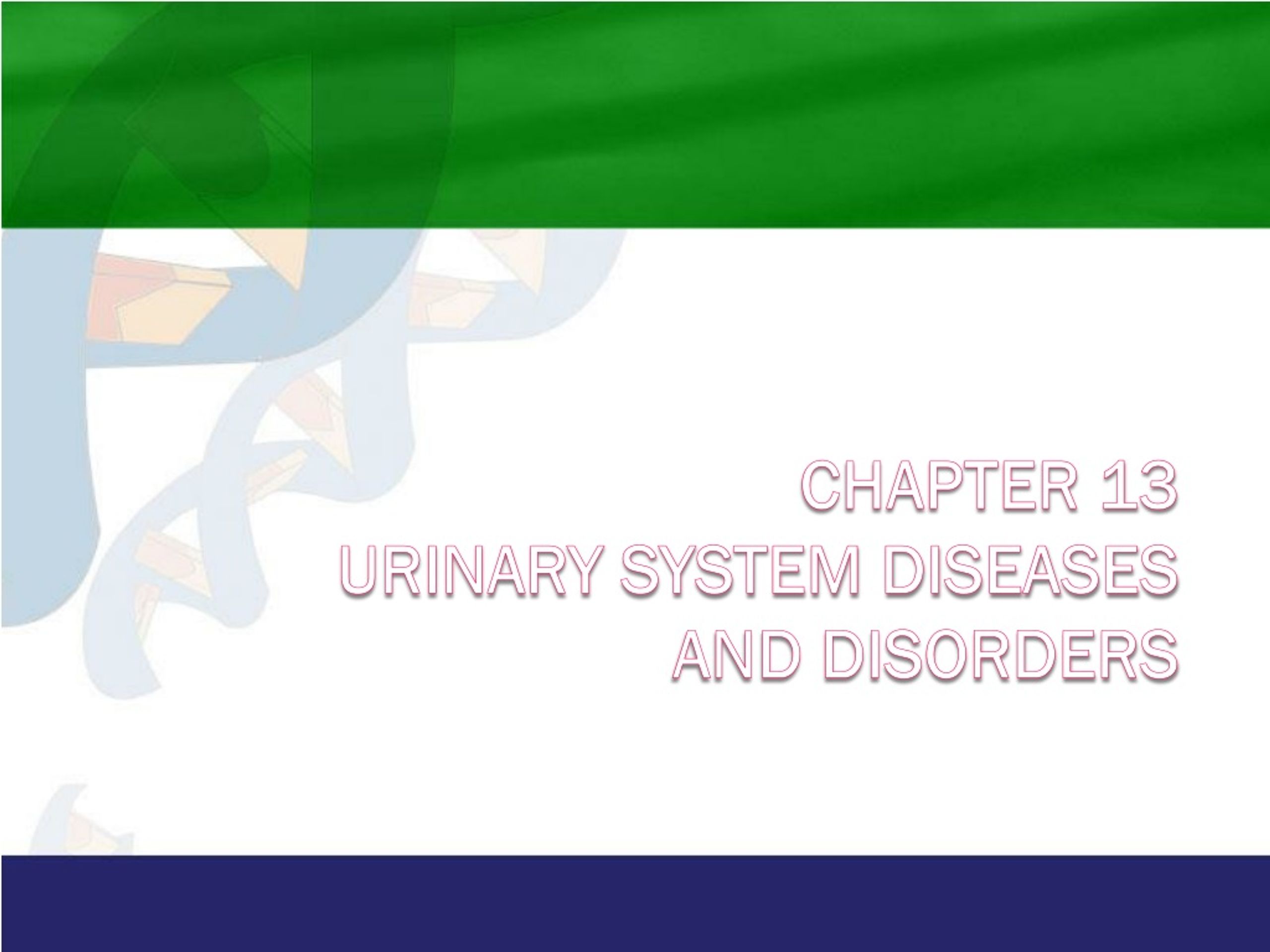 assignment 8.1 chapter 13 urinary system chapter review