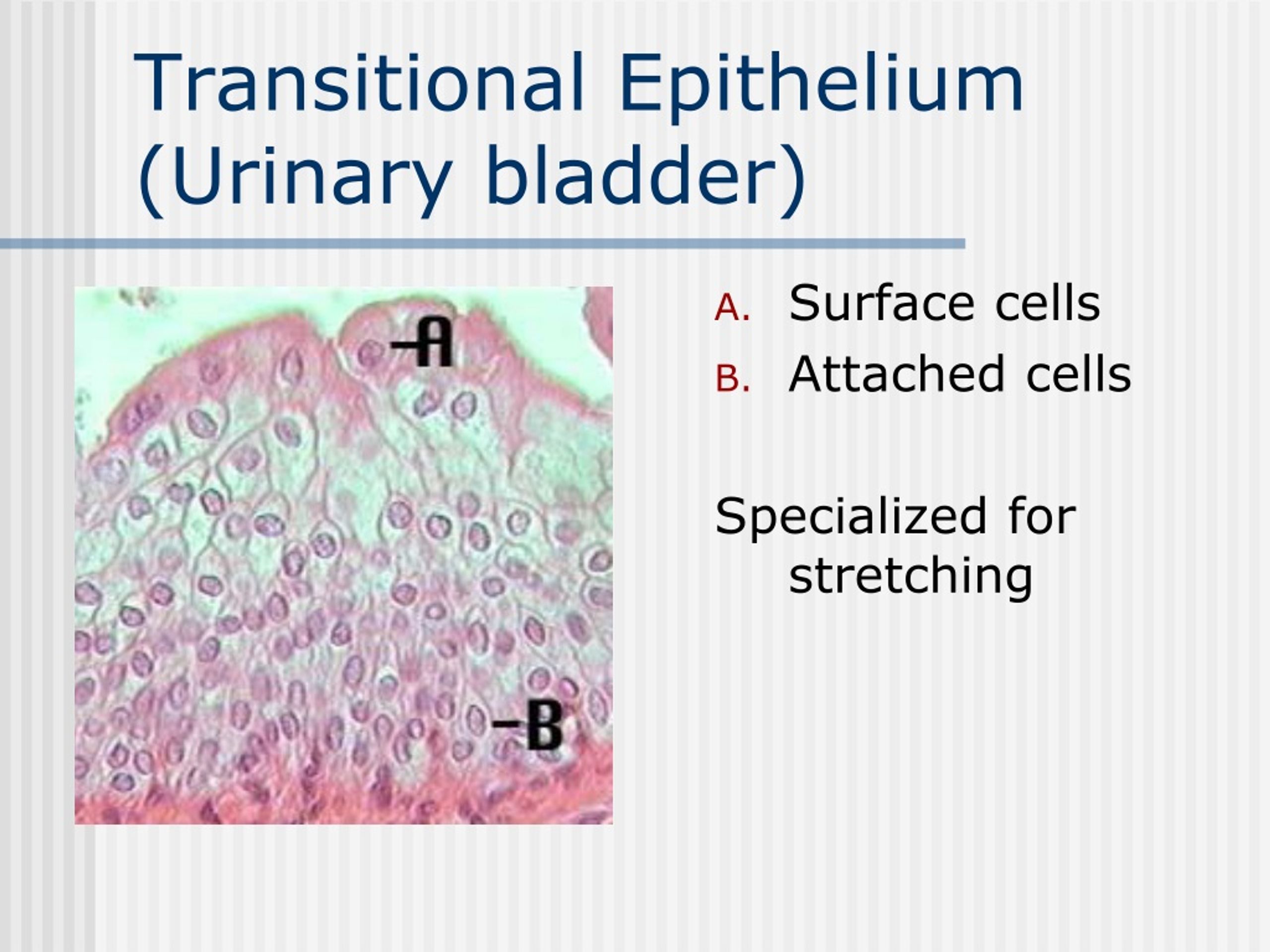 PPT - Histology PowerPoint Presentation, Free Download - ID:9113587