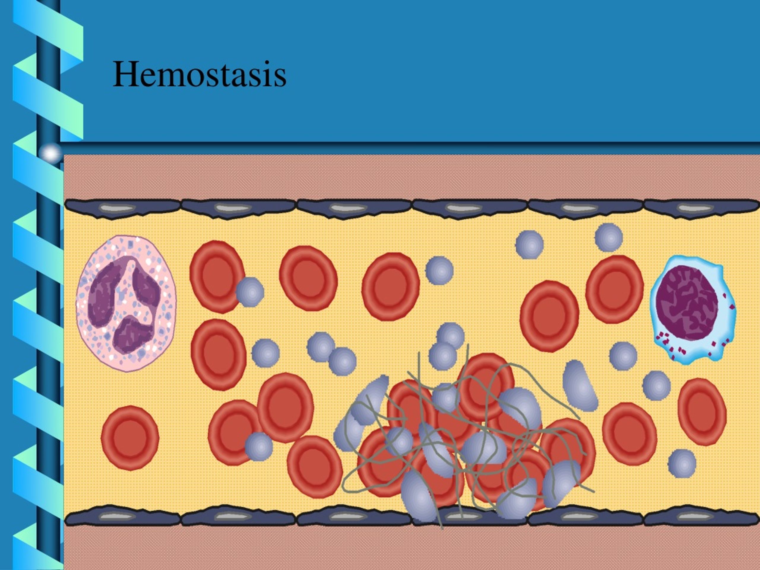 PPT - Normal Hemostasis PowerPoint Presentation, Free Download - ID:9113606