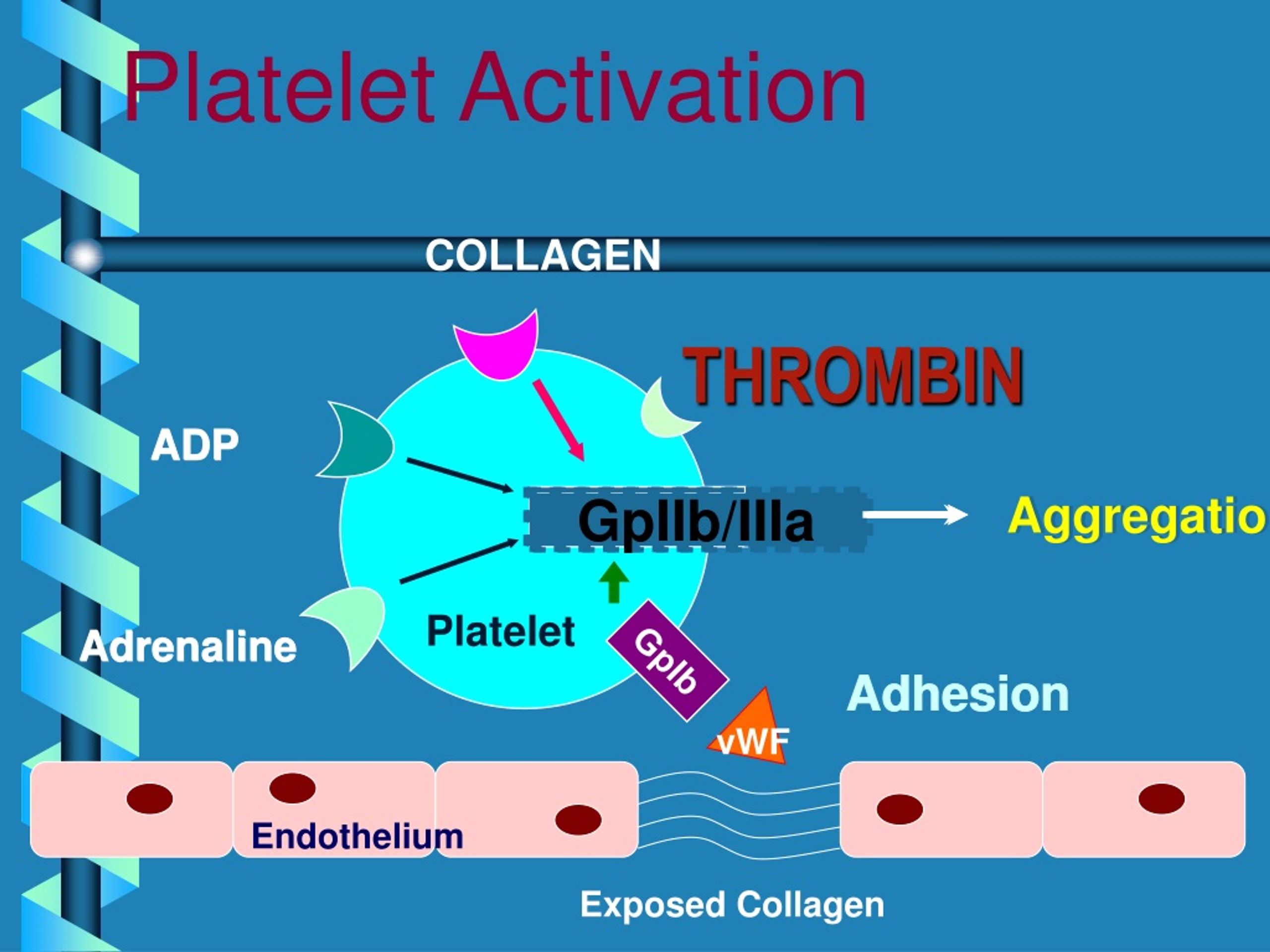 PPT - Normal Hemostasis PowerPoint Presentation, Free Download - ID:9113606