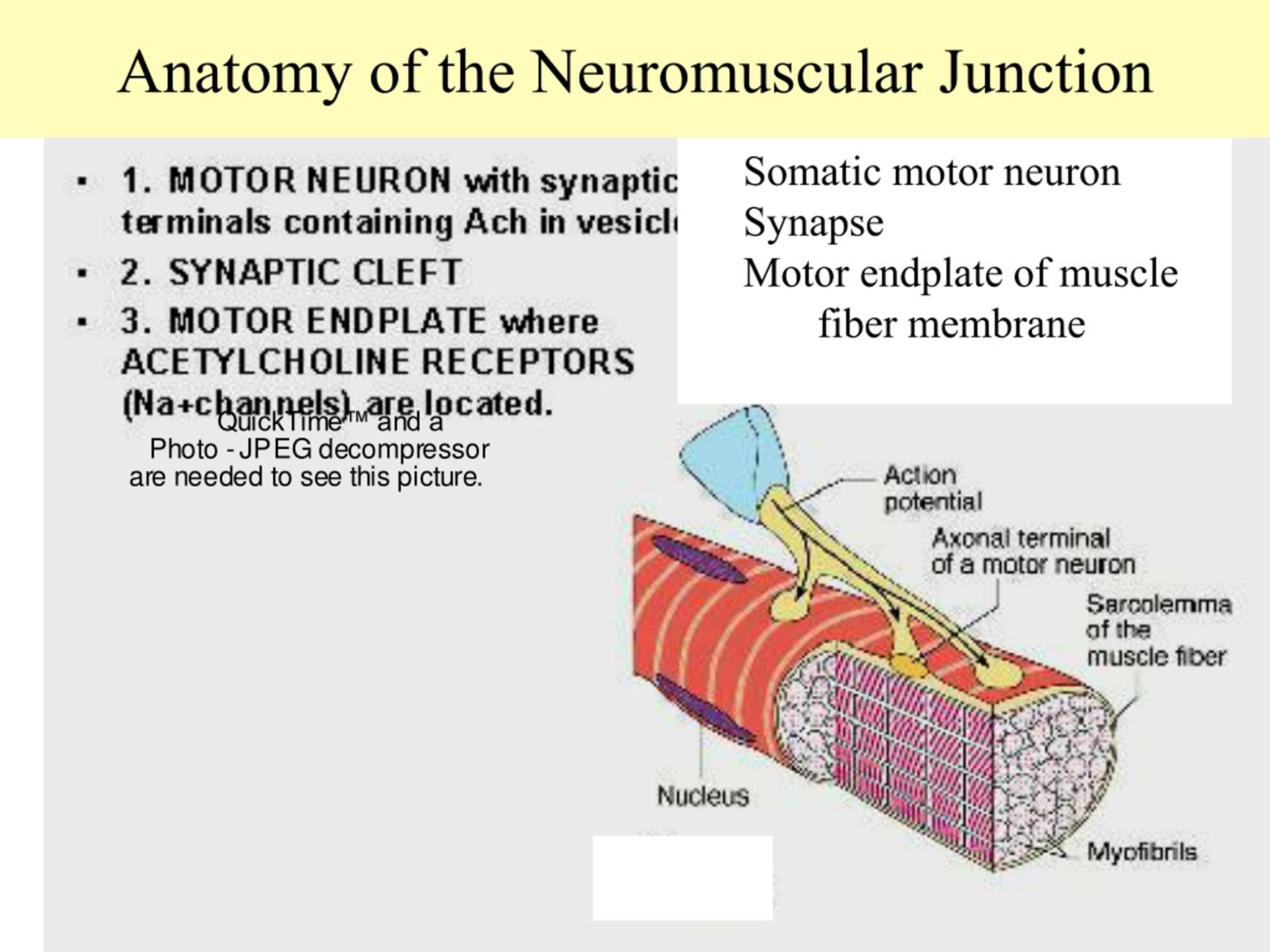 PPT - Skeletal Muscle Stimulation and Anatomy Somatic motor neuron ...