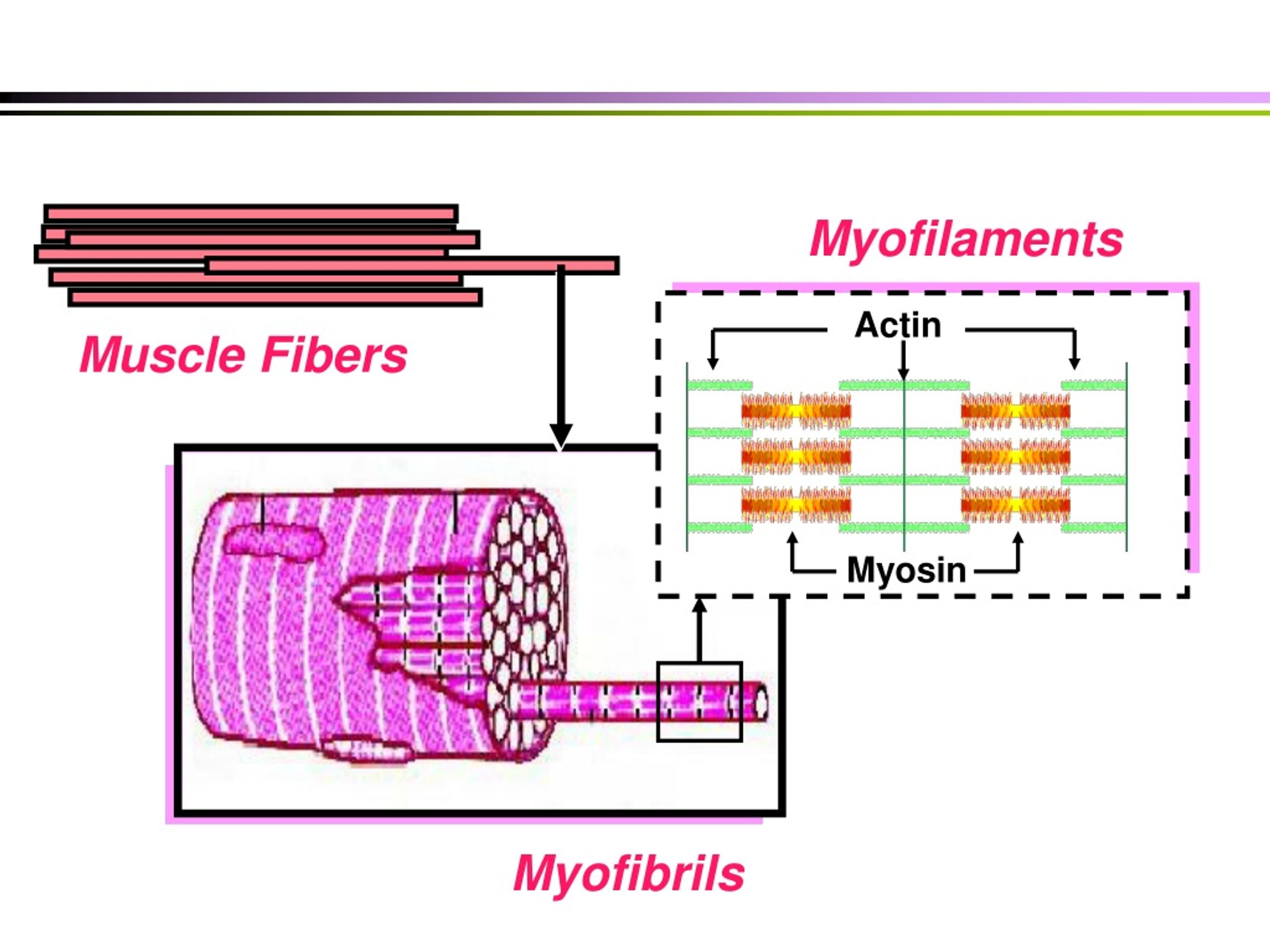 PPT - Essential Insights into Skeletal Muscle Stimulation and ...