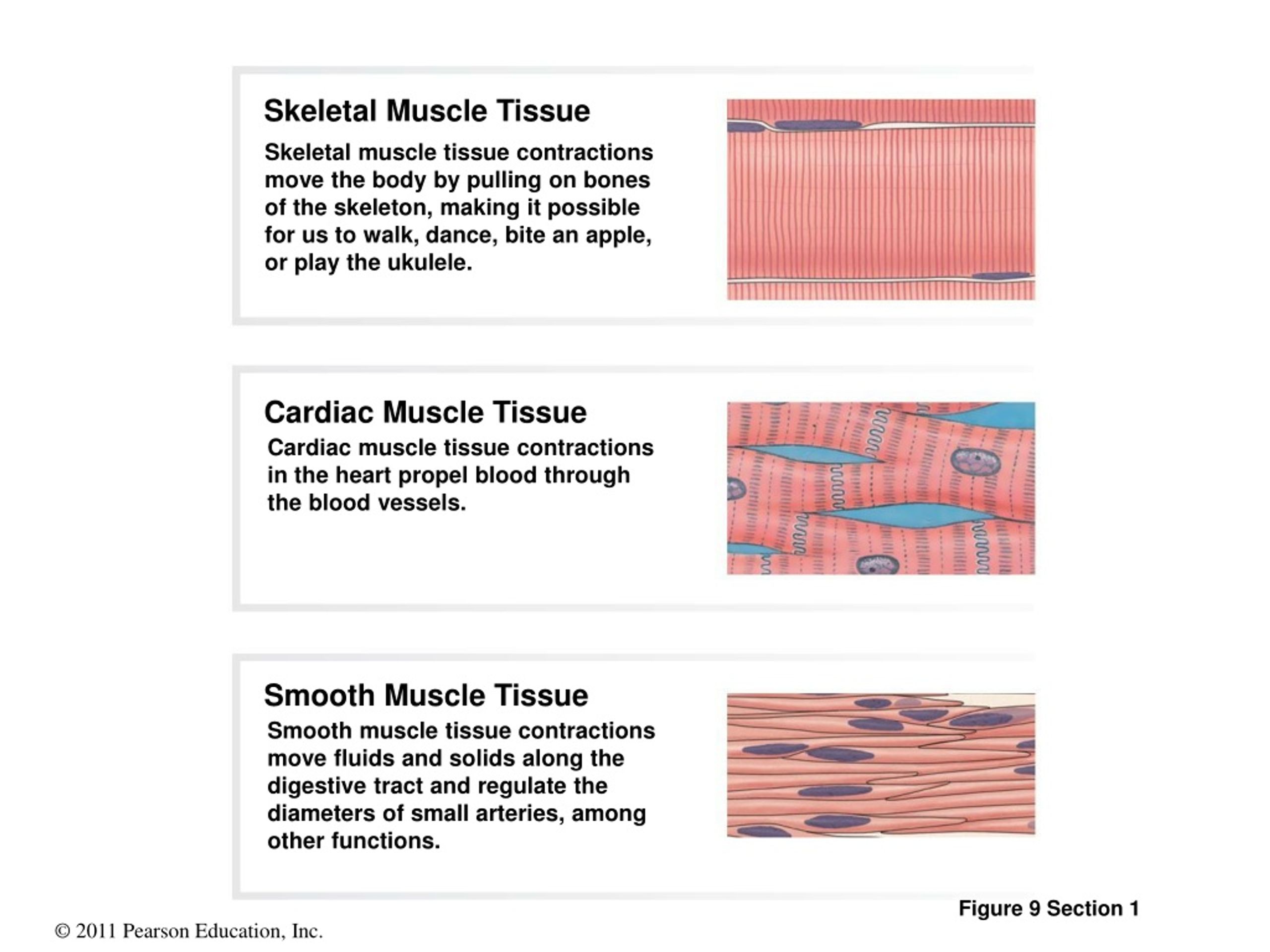 PPT - 9 Skeletal Muscle Tissue PowerPoint Presentation, free download ...