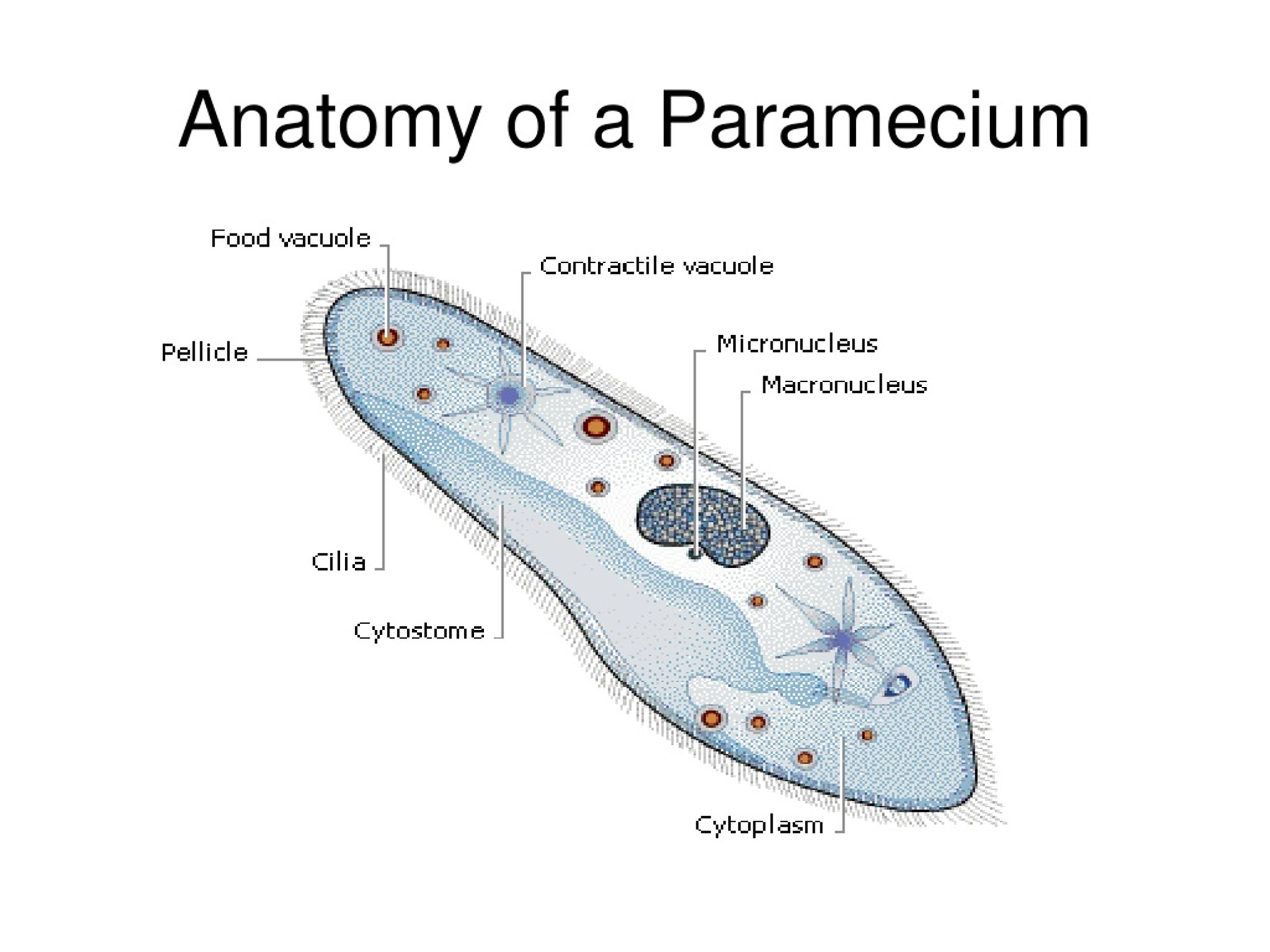 Ppt - Chapter 11 Kingdom Protista Powerpoint Presentation, Free 