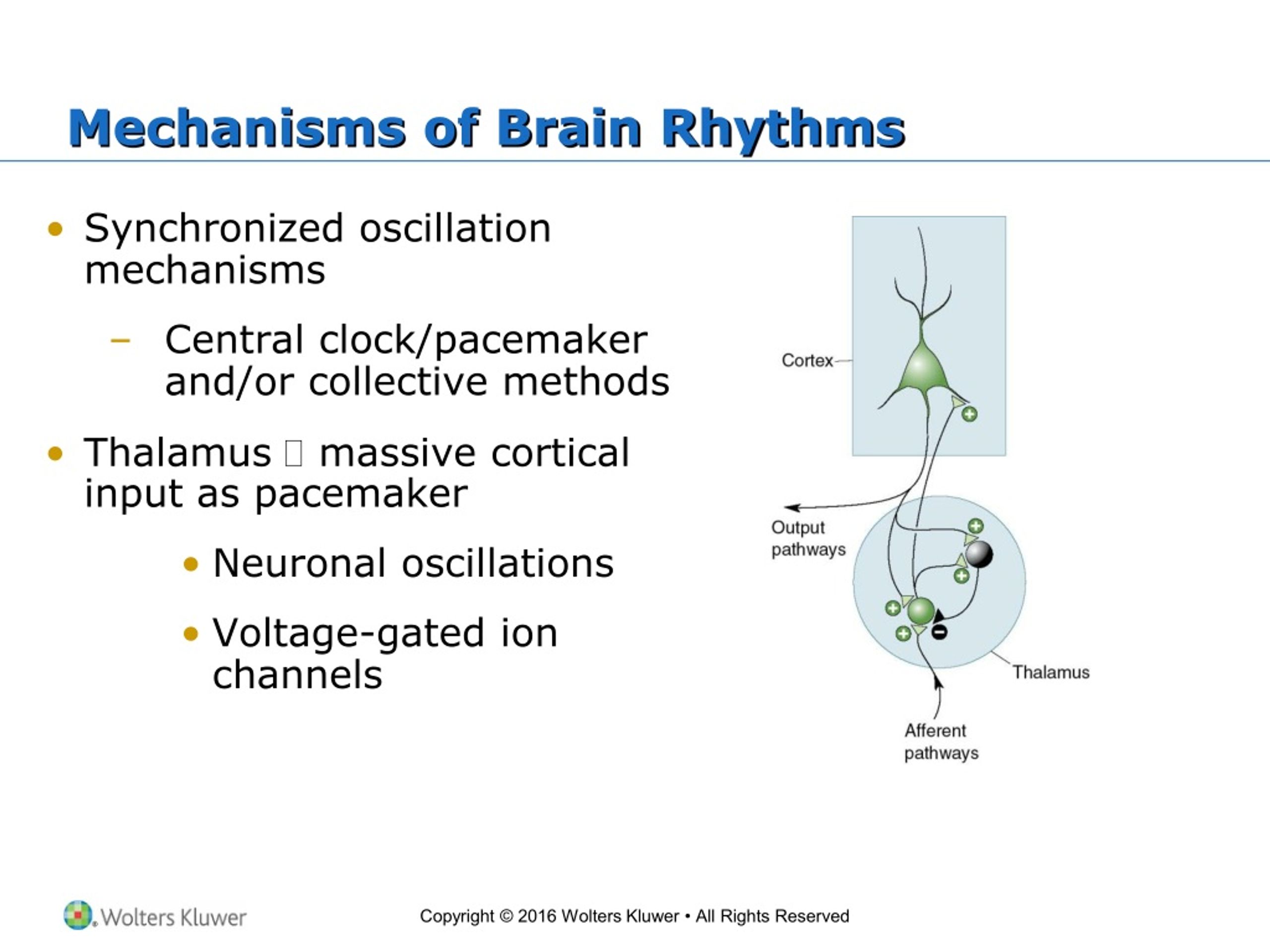 PPT - Chapter 19: Brain Rhythms And Sleep PowerPoint Presentation, Free ...