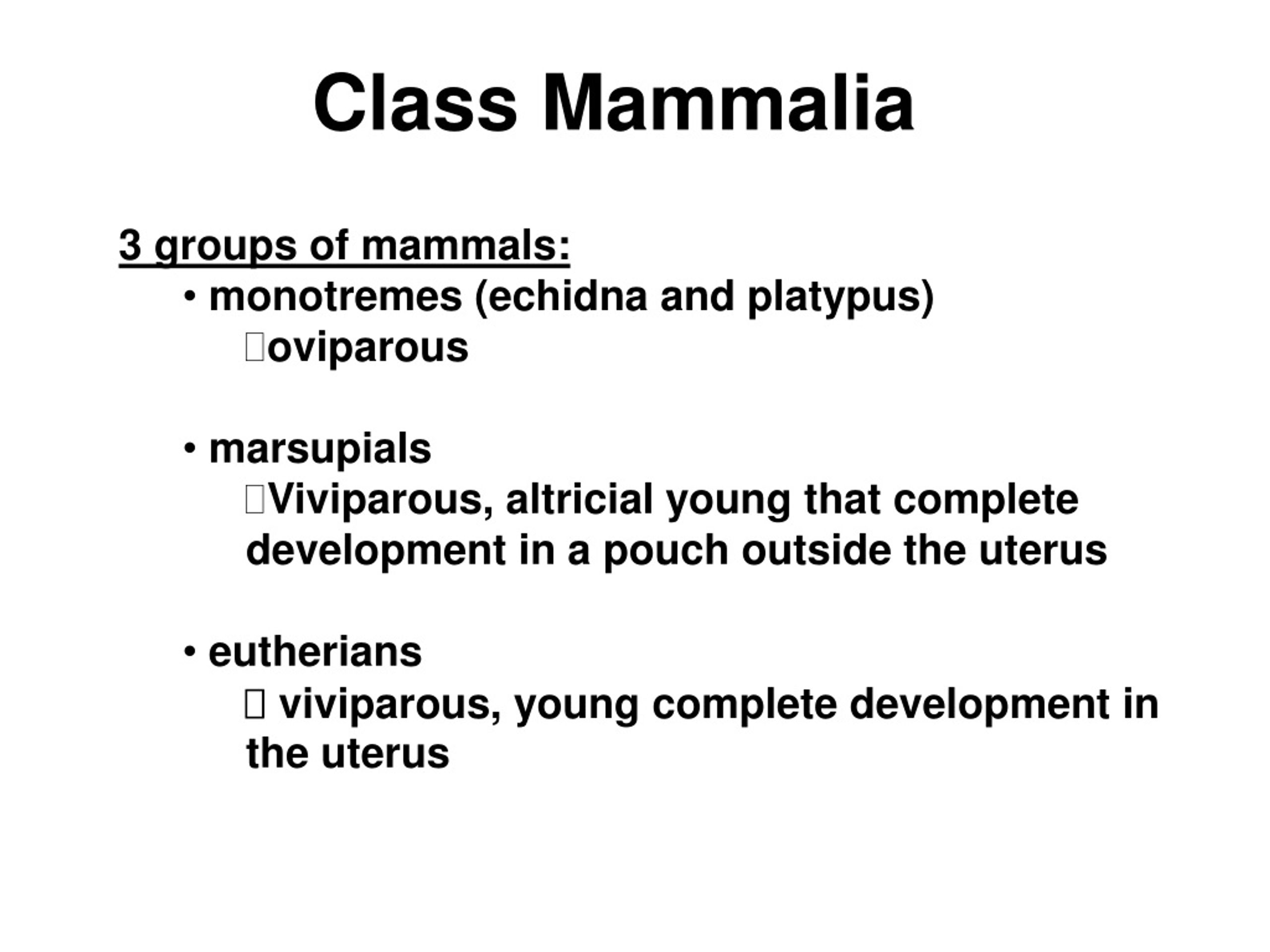 PPT - Subphylum Vertebrata PowerPoint Presentation, free download - ID