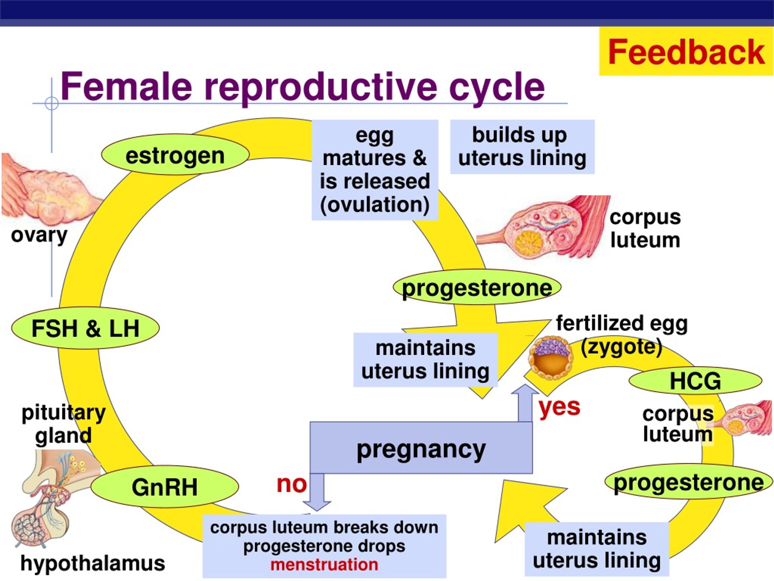 PPT - Endocrine System Hormones PowerPoint Presentation, free download ...