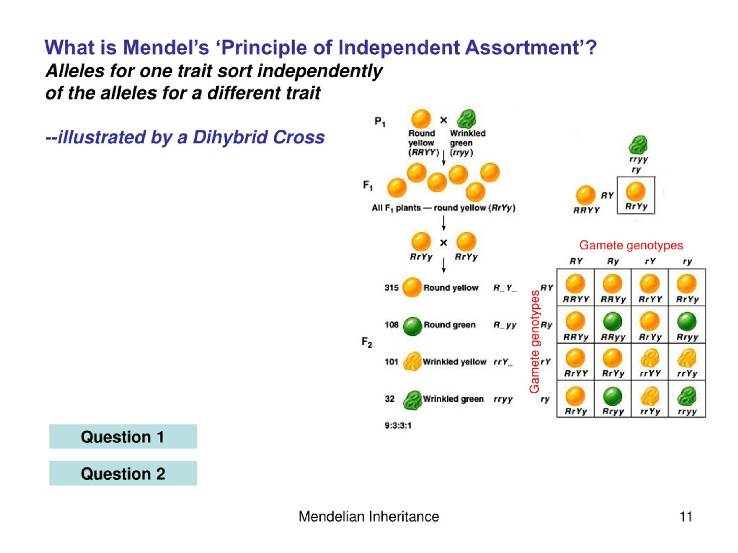 PPT - Mendelian Inheritance: Patterns, Mechanisms, And Exceptions ...