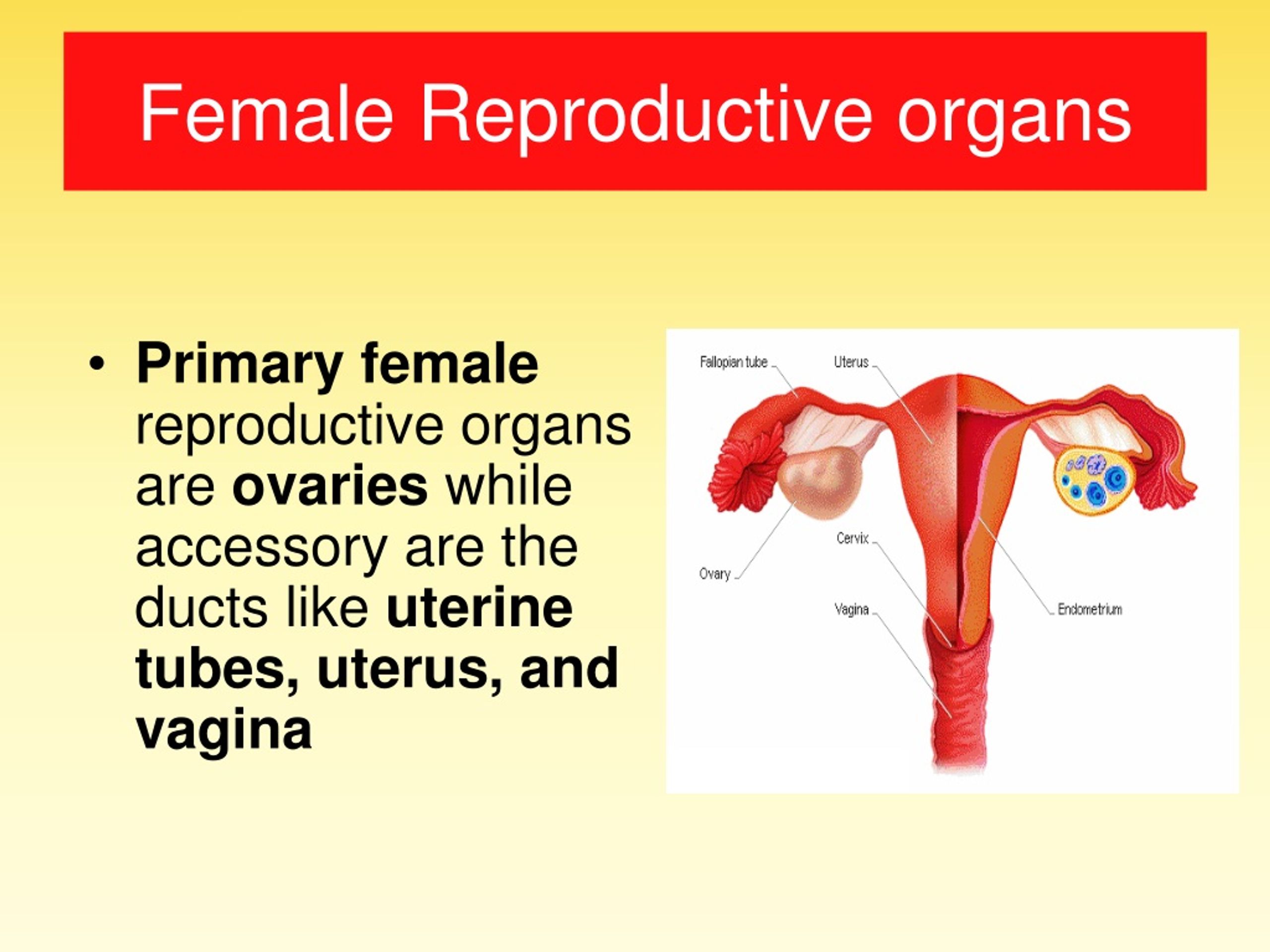 PPT - Female Reproductive organs PowerPoint Presentation, free download ...