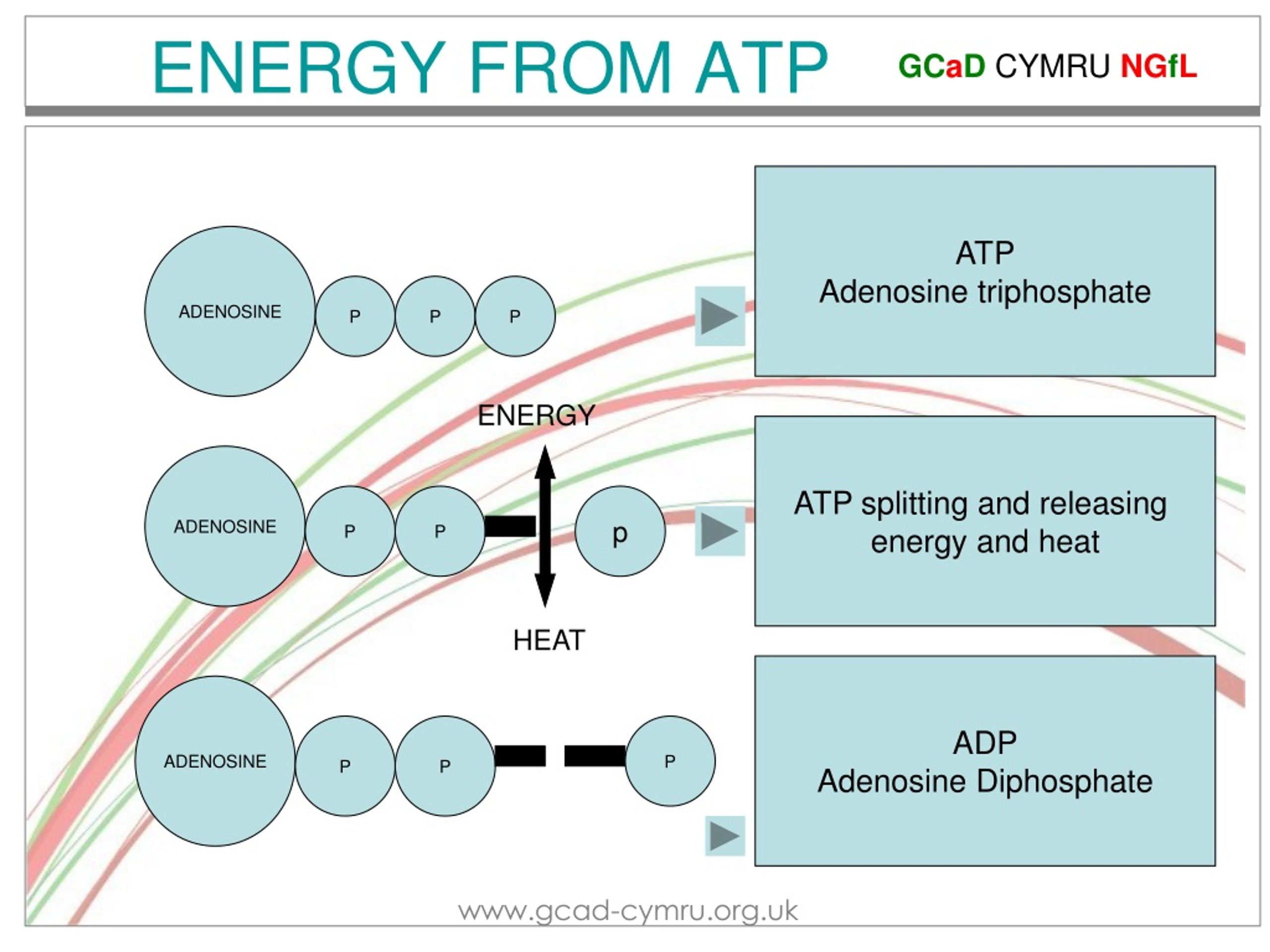 how does atp provide energy to your body