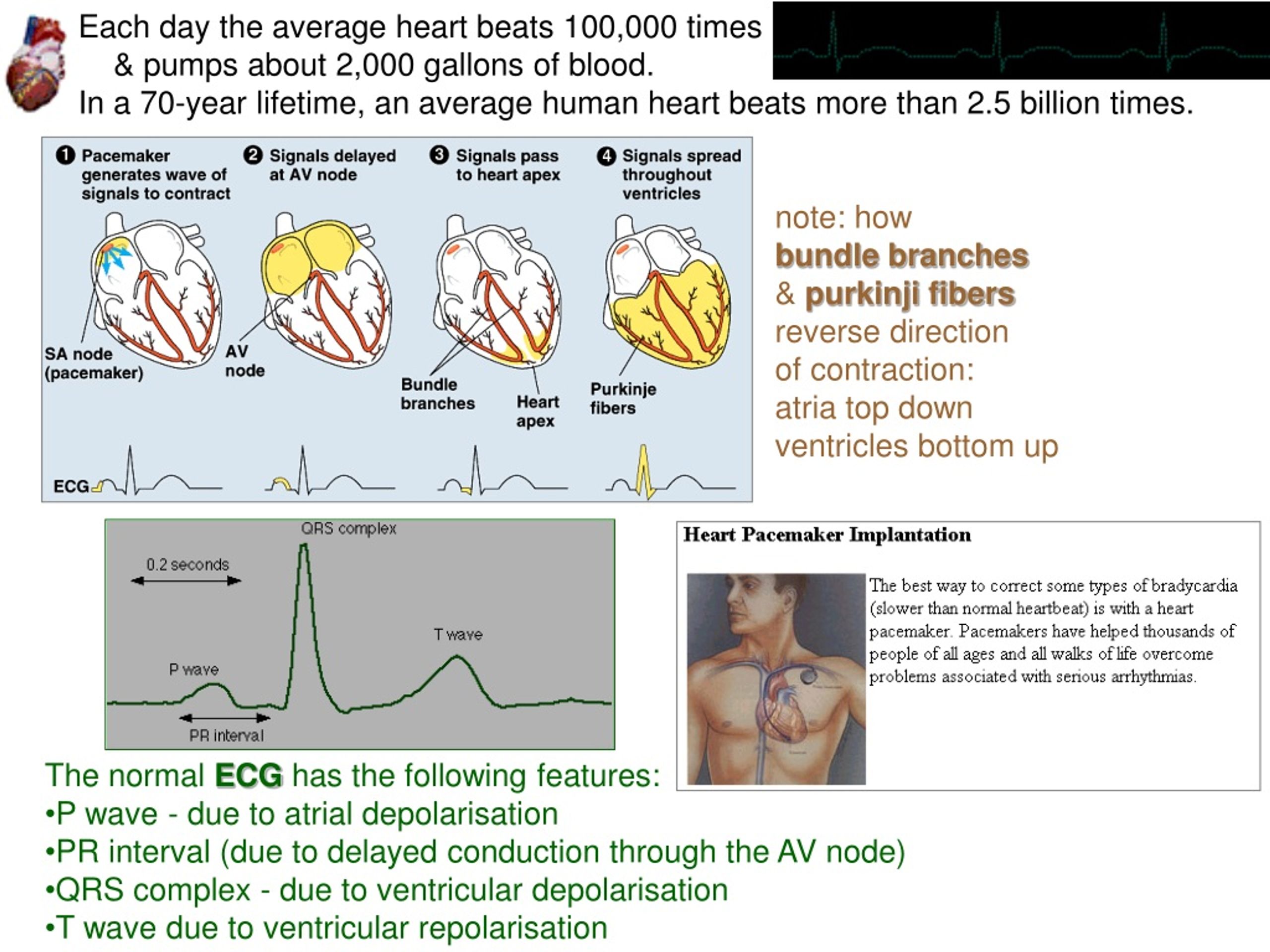 ppt-chapter-42-circulation-and-gas-exchange-powerpoint-presentation