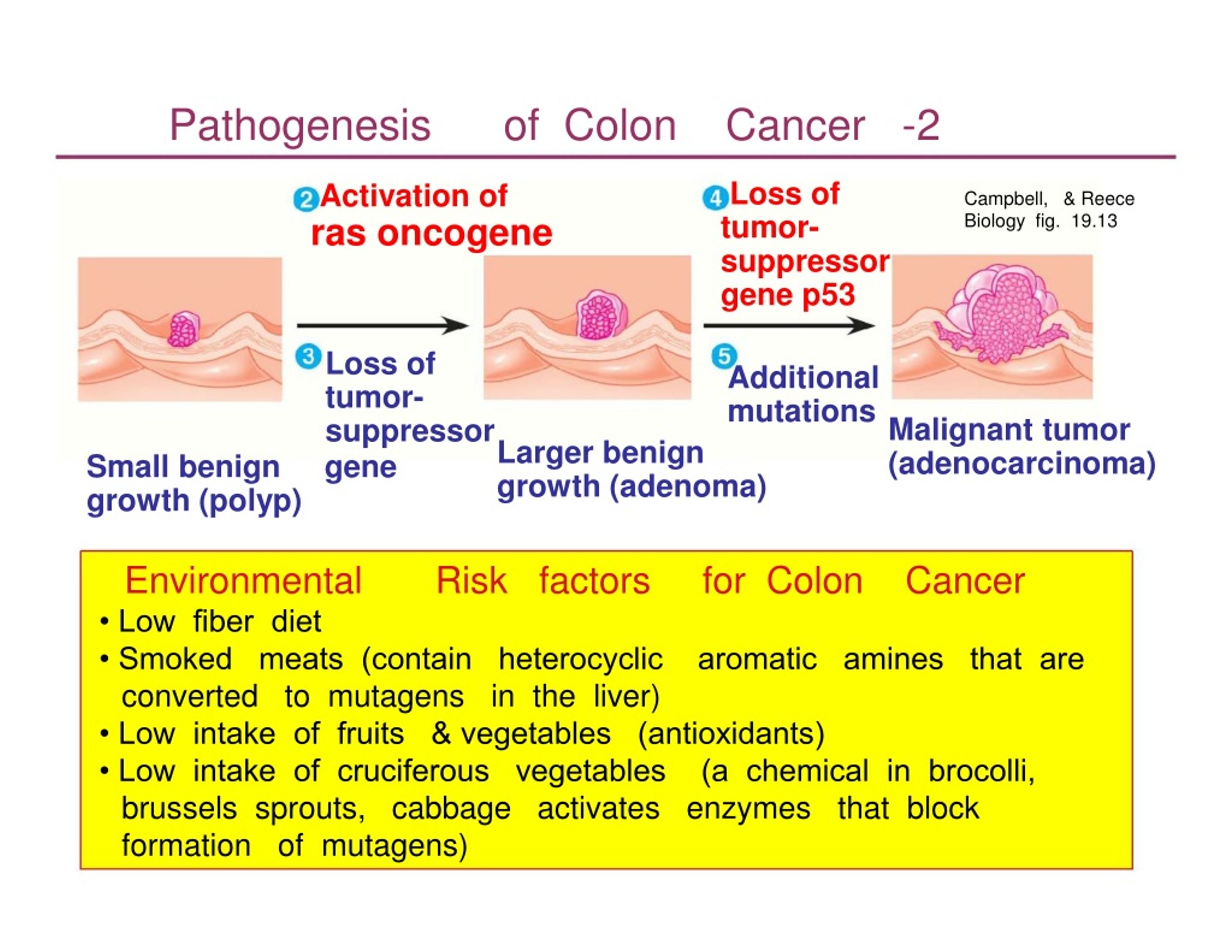 PPT - Lecture: 1 Molecular Basis of Cancer PowerPoint Presentation - ID ...