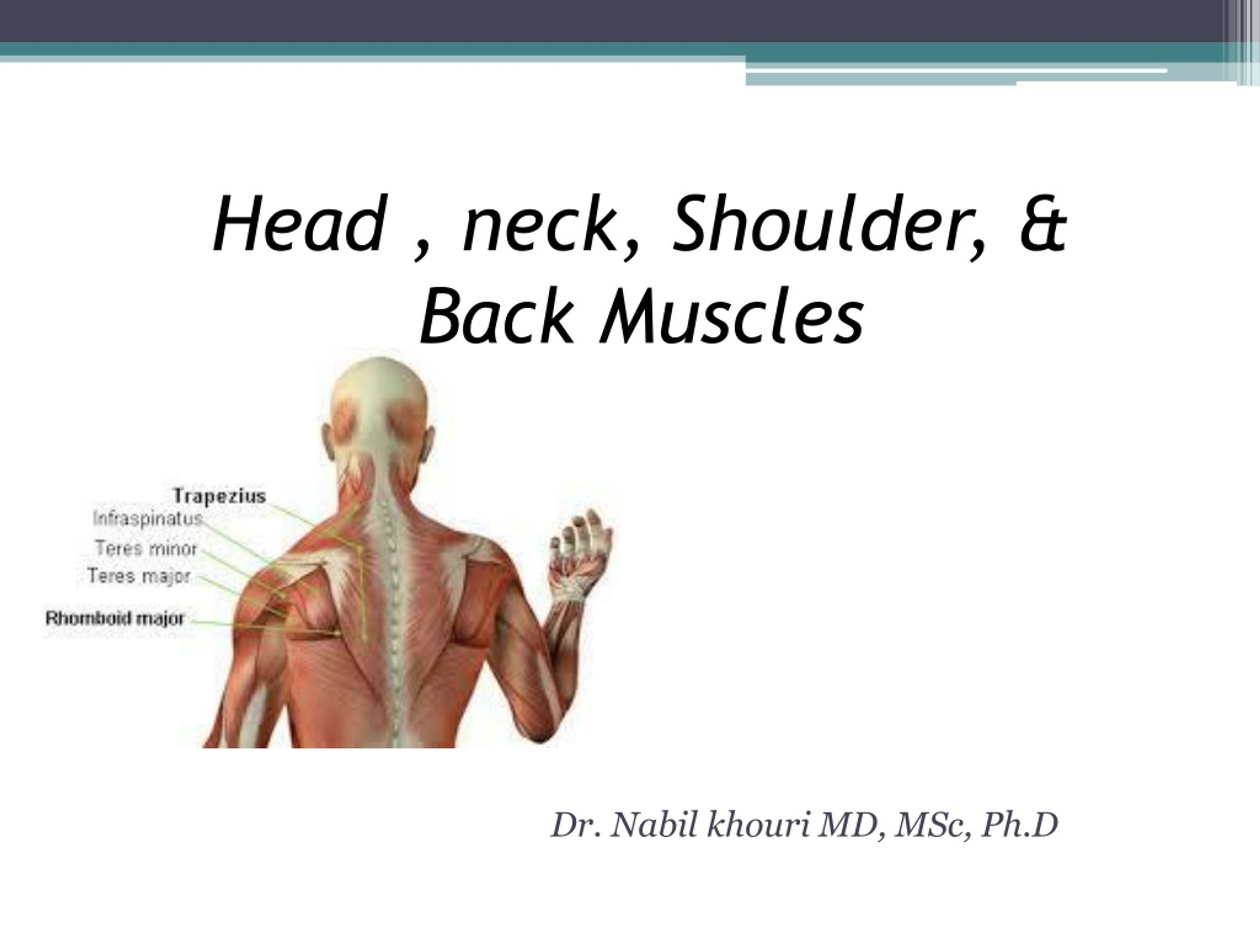 back neck and shoulder muscles
