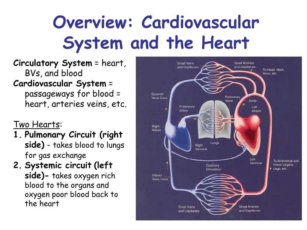 PPT - Overview: Cardiovascular System and the Heart PowerPoint ...