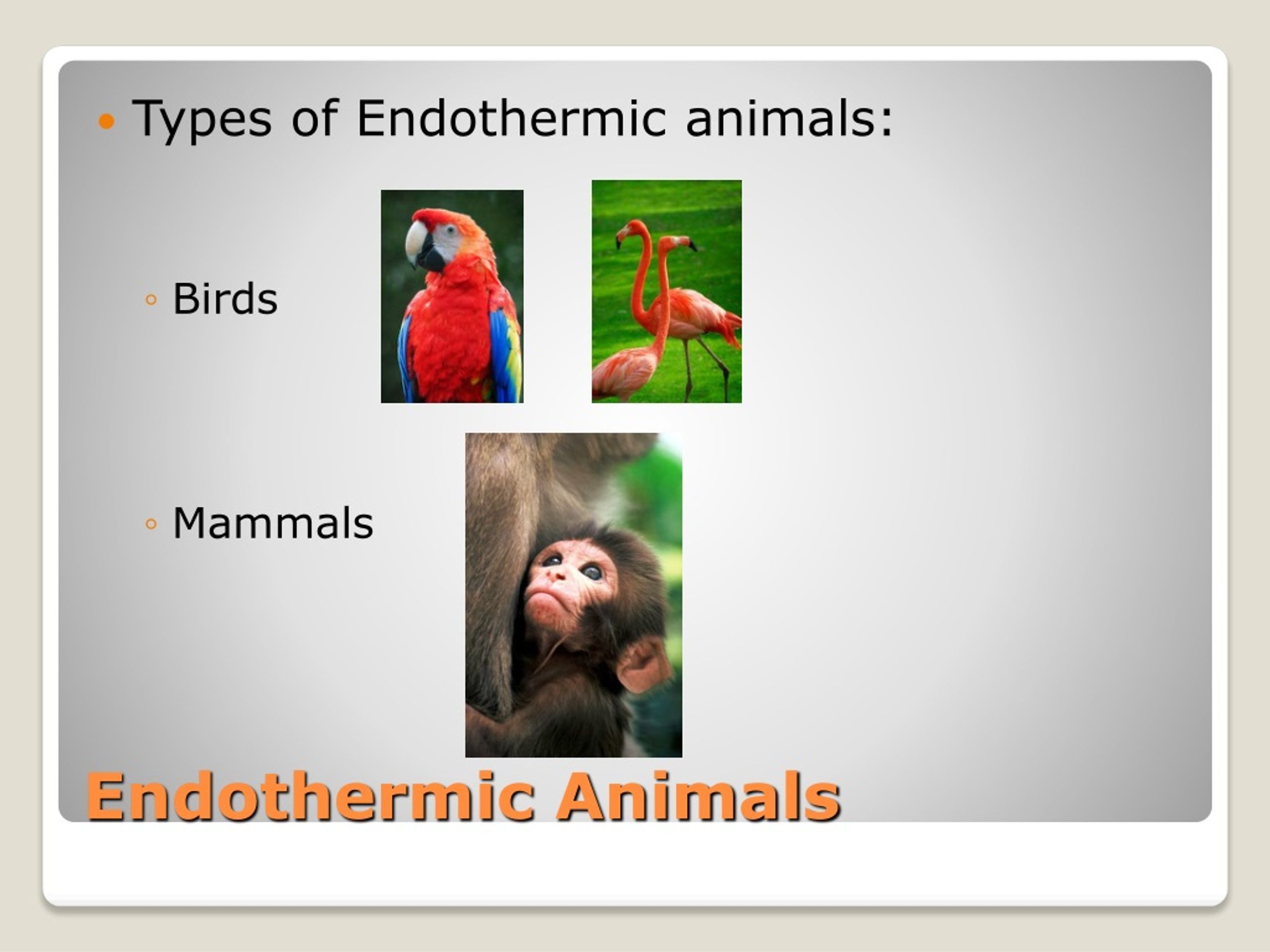 PPT - Endothermic and Ectothrmic Animals PowerPoint Presentation, free