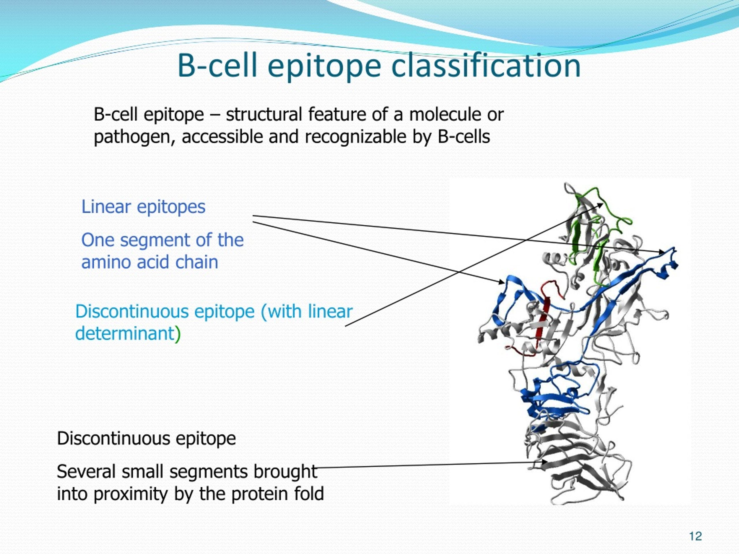 PPT - Prediction Of Linear And Conformational B-cell Epitopes ...