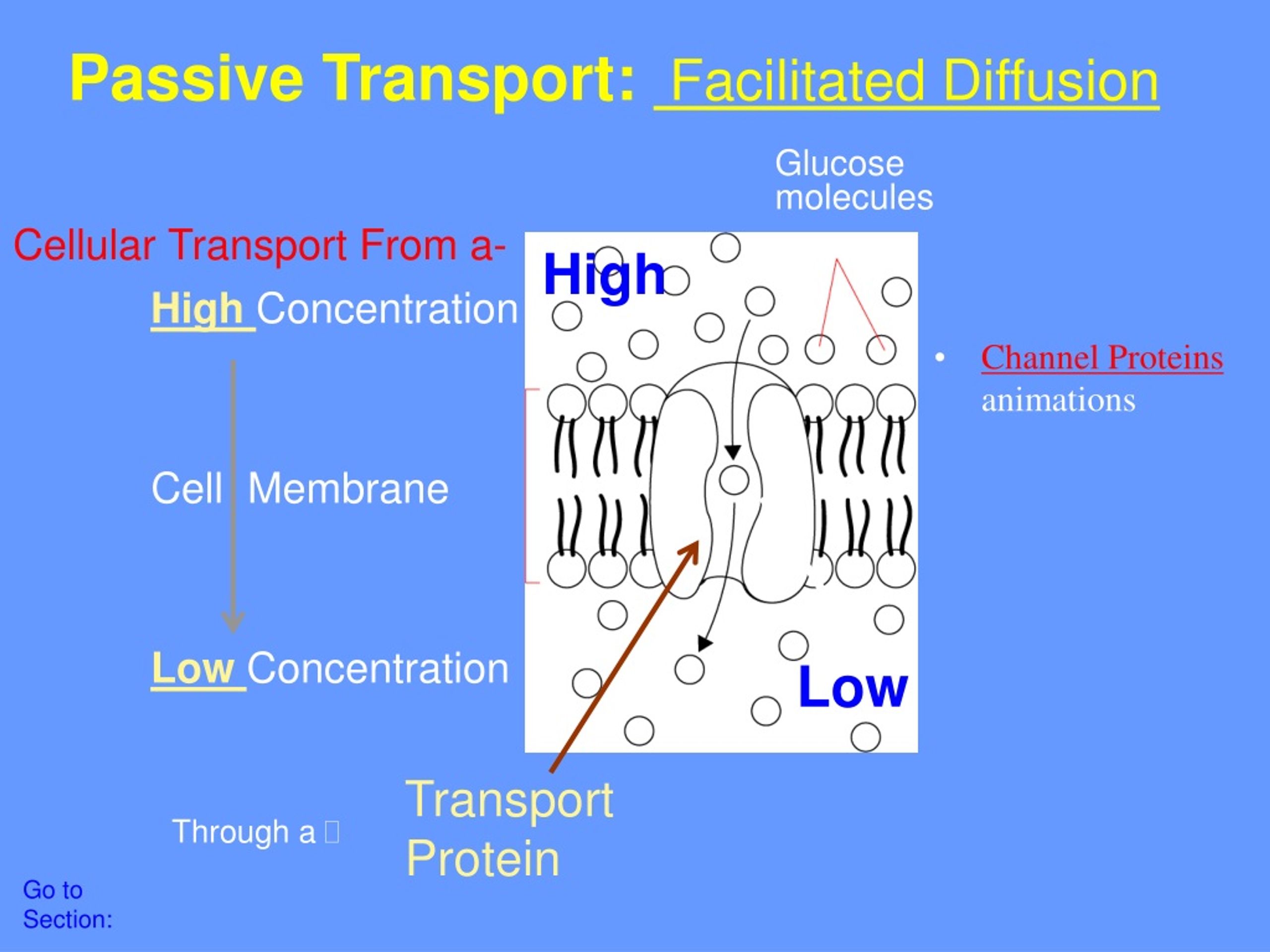 Ppt - Cell Membranes Osmosis And Diffusion Powerpoint Presentation 