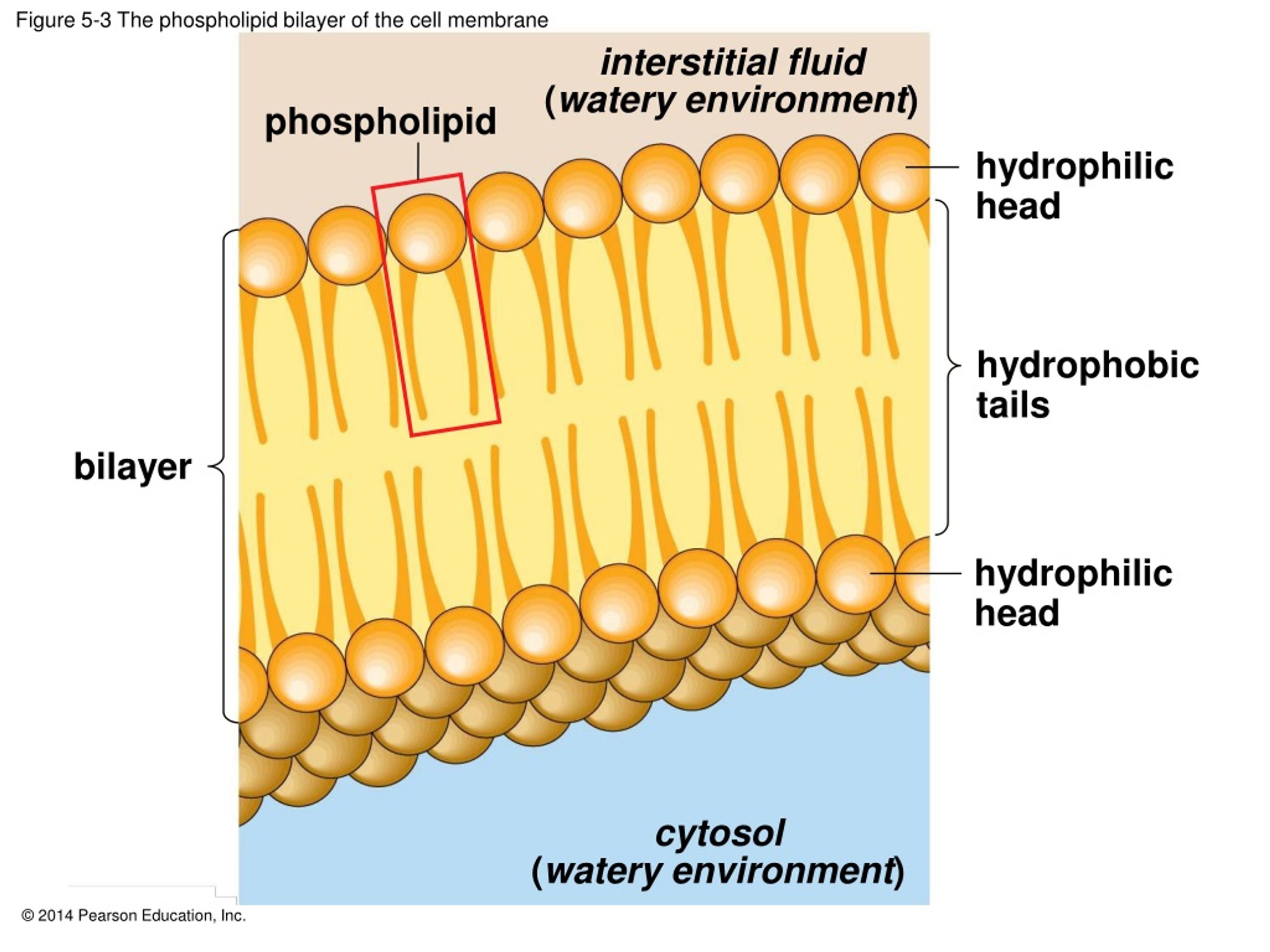 PPT - 5.1 How Is the Structure of the Cell Membrane Related to Its ...