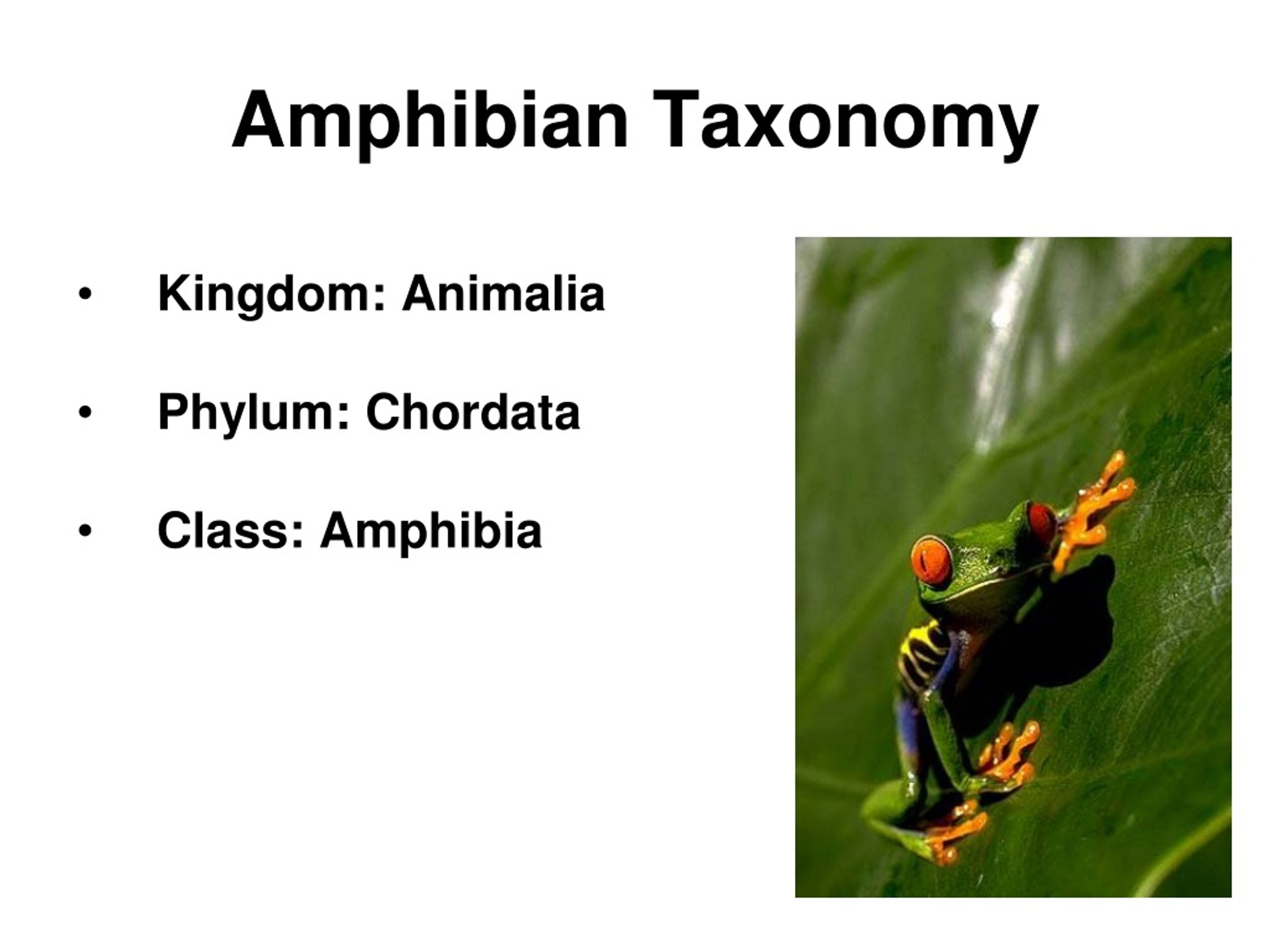 PPT - Amphibians! PowerPoint Presentation, free download - ID:9126278