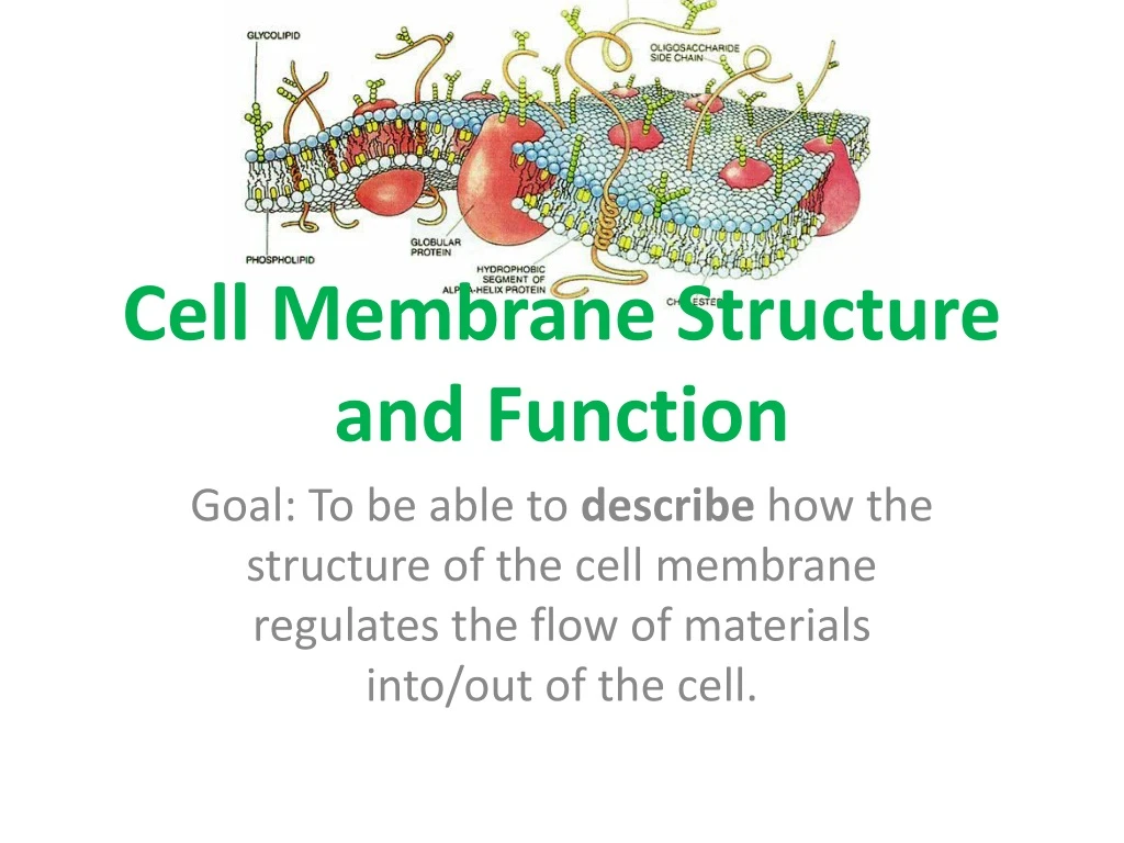 PPT Cell Membrane Structure and Function PowerPoint