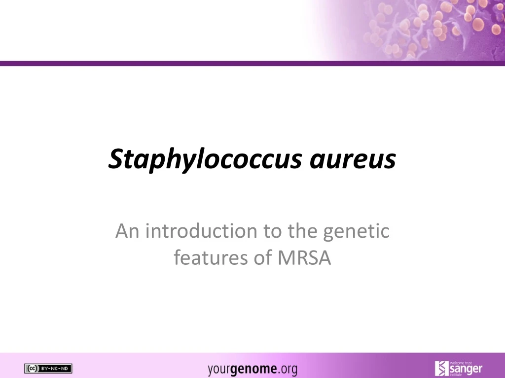 staphylococcus aureus n.