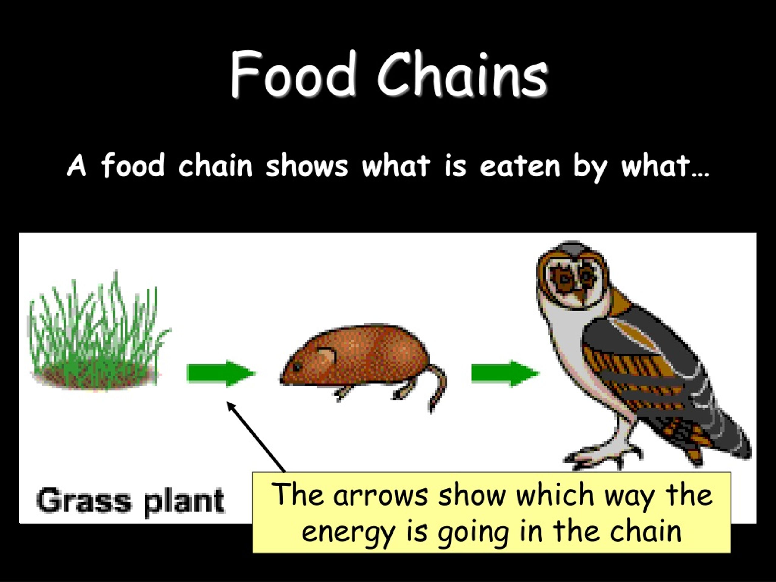 powerpoint presentation on food chain