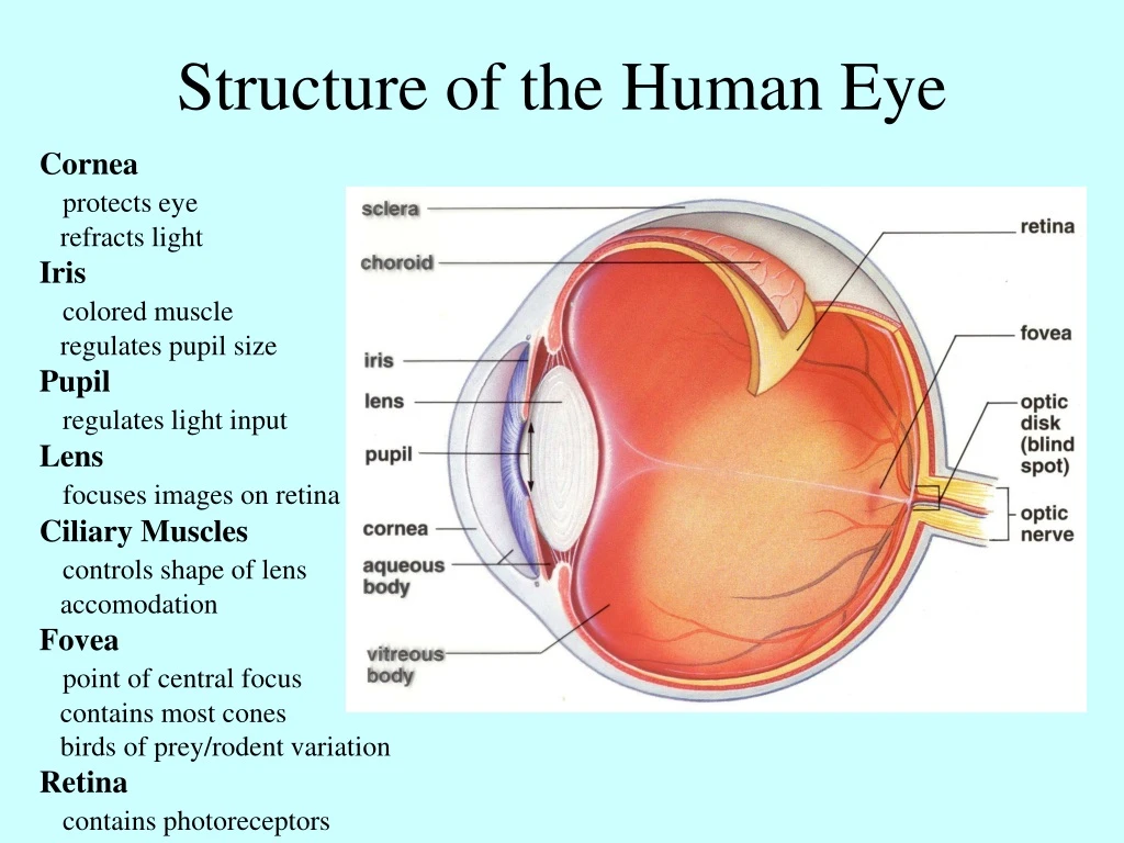 Ppt Structure Of The Human Eye Powerpoint Presentation Free Download