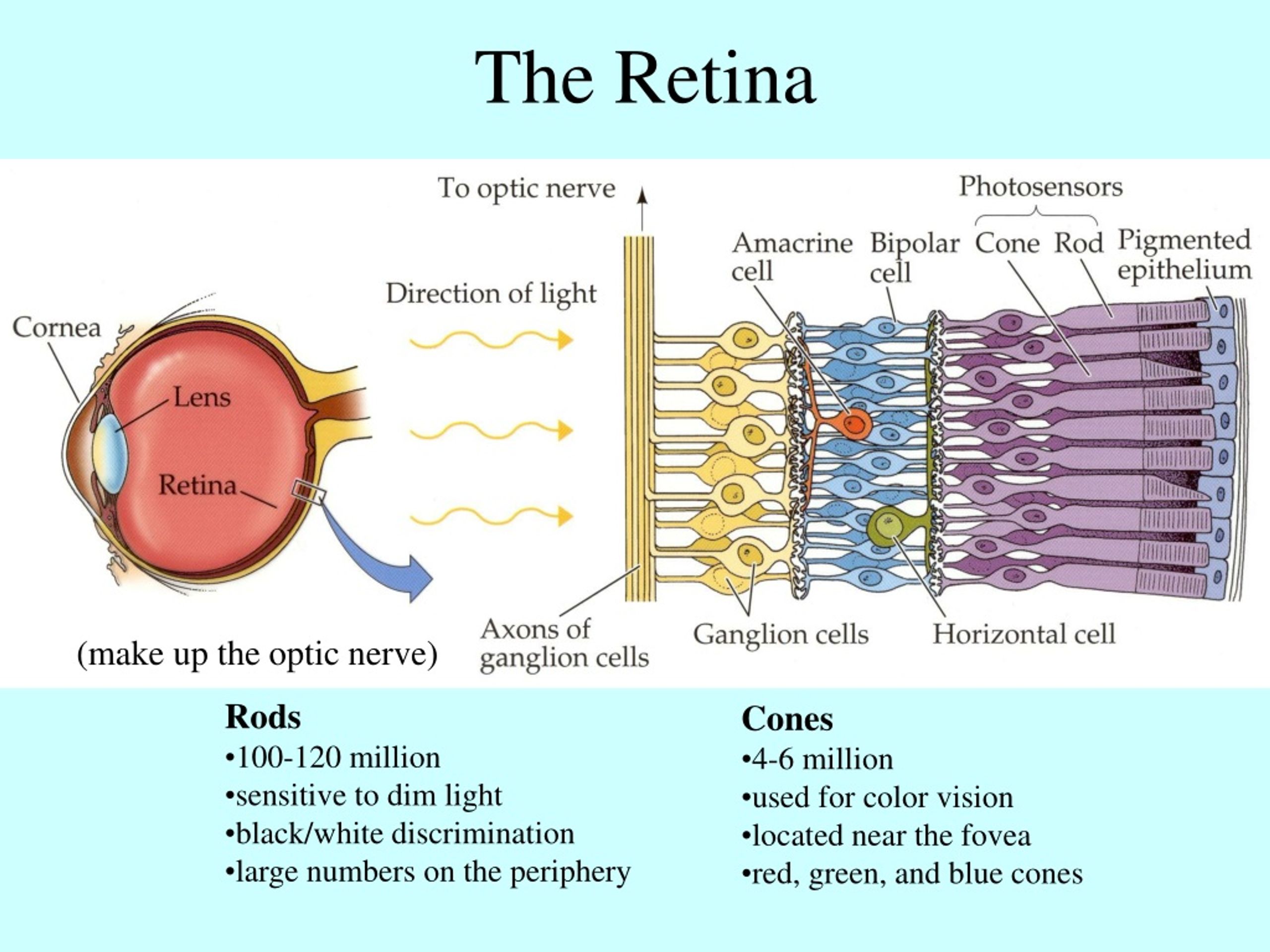 Ppt Structure Of The Human Eye Powerpoint Presentation Free Download Id9129820 