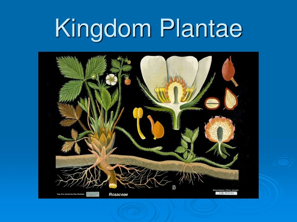 Ppt Kingdom Plantae Powerpoint Presentation Free Download Id9133986 