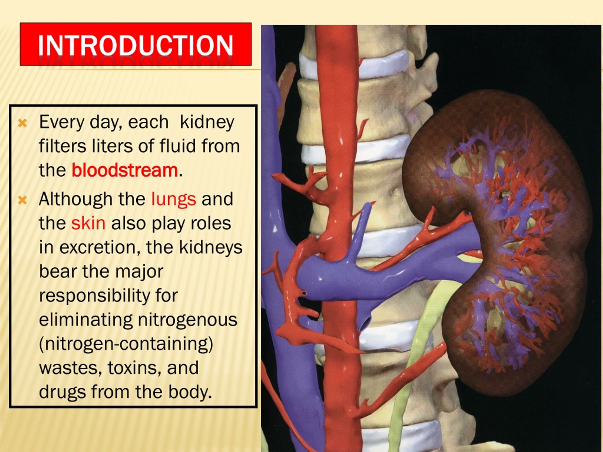 case presentation of renal system