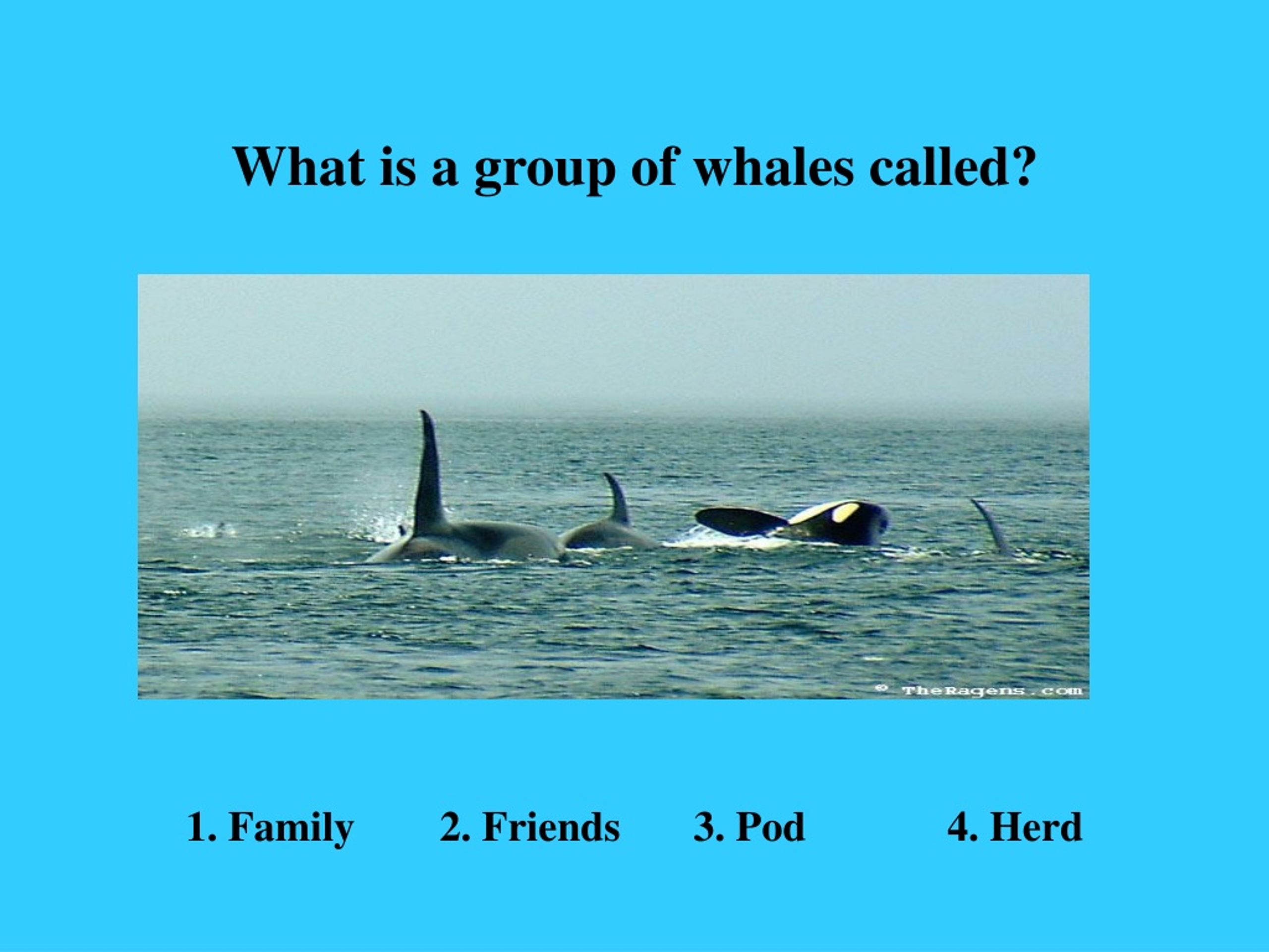 PPT What Are Whales PowerPoint Presentation Free Download ID 9134628