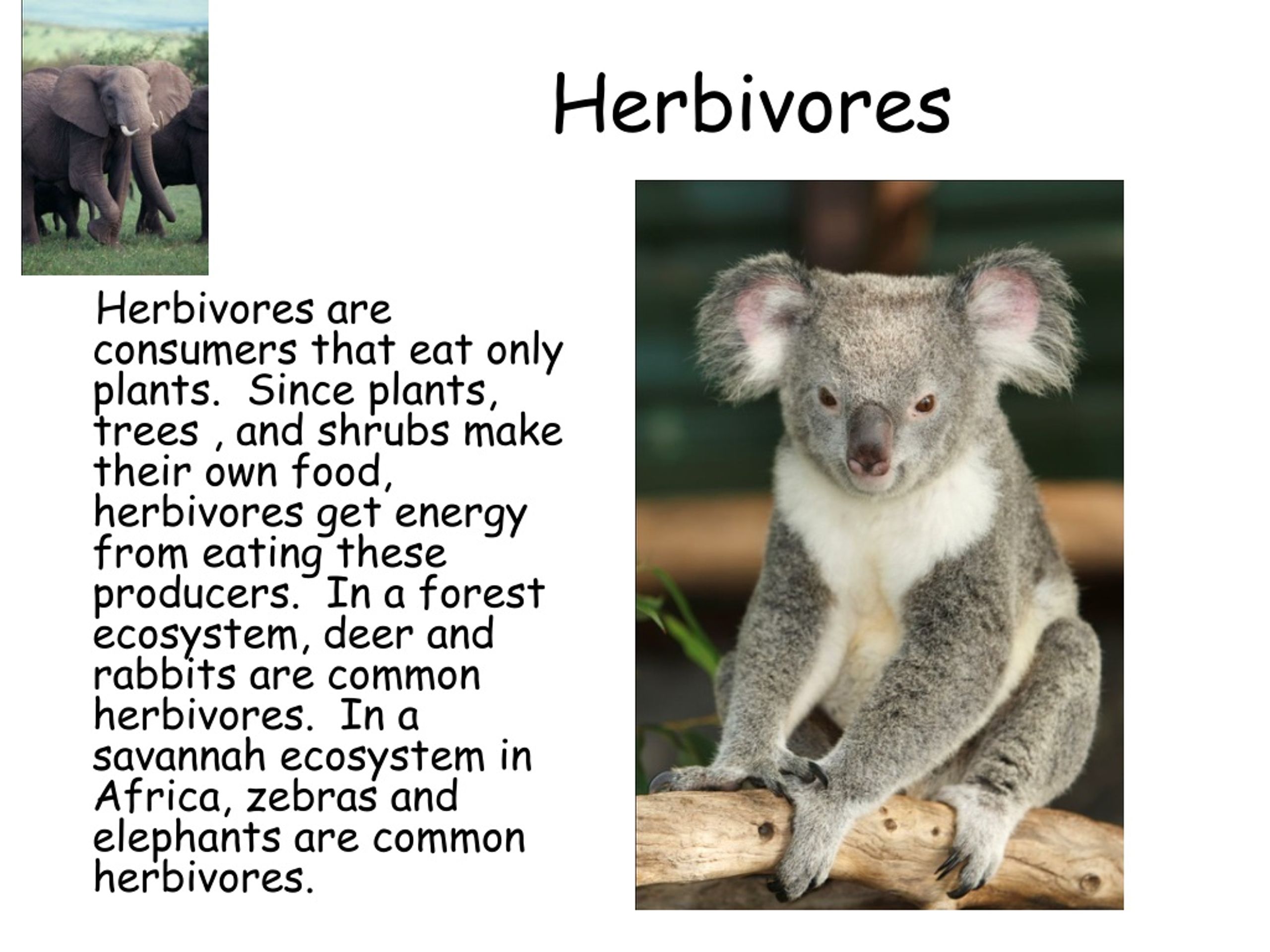 PPT - Producers, Consumers And Decomposers PowerPoint Presentation ...