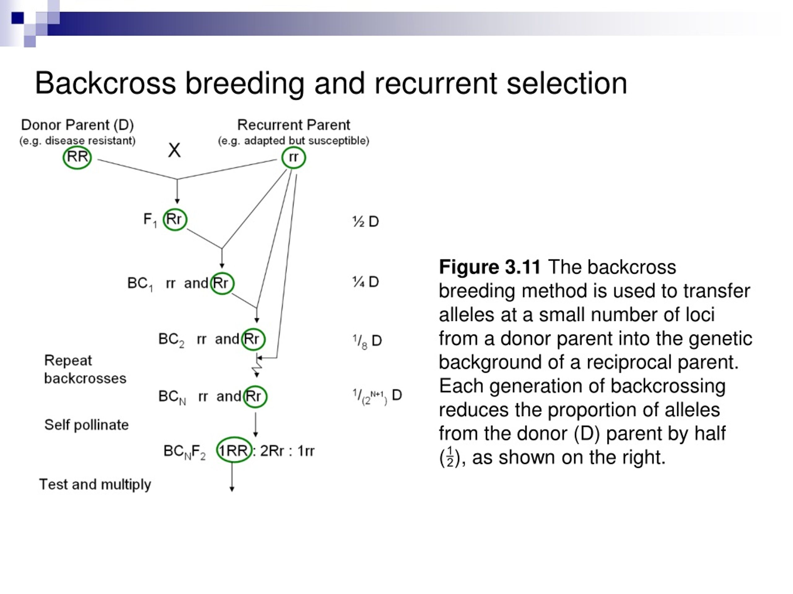 PPT - Plant Breeding Lecture 3 PowerPoint Presentation, Free Download ...