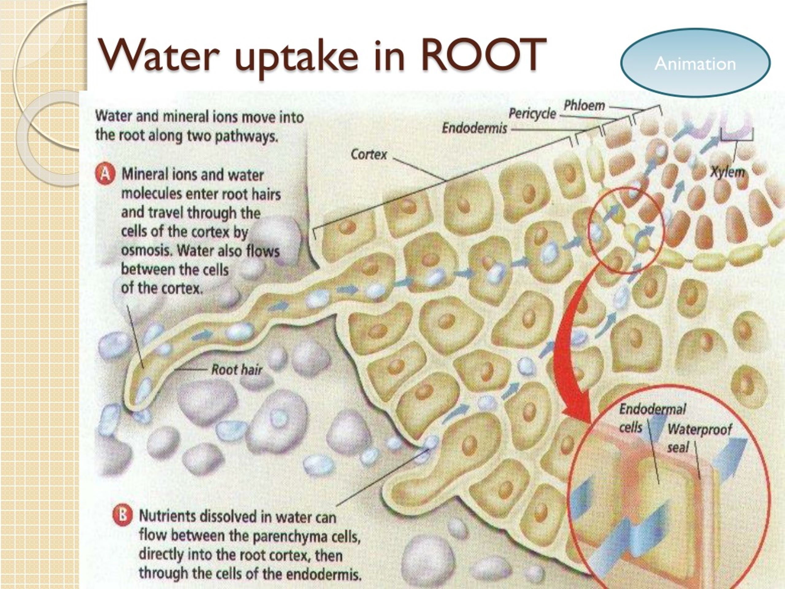 PPT - Transport In Plants PowerPoint Presentation, Free Download - ID ...